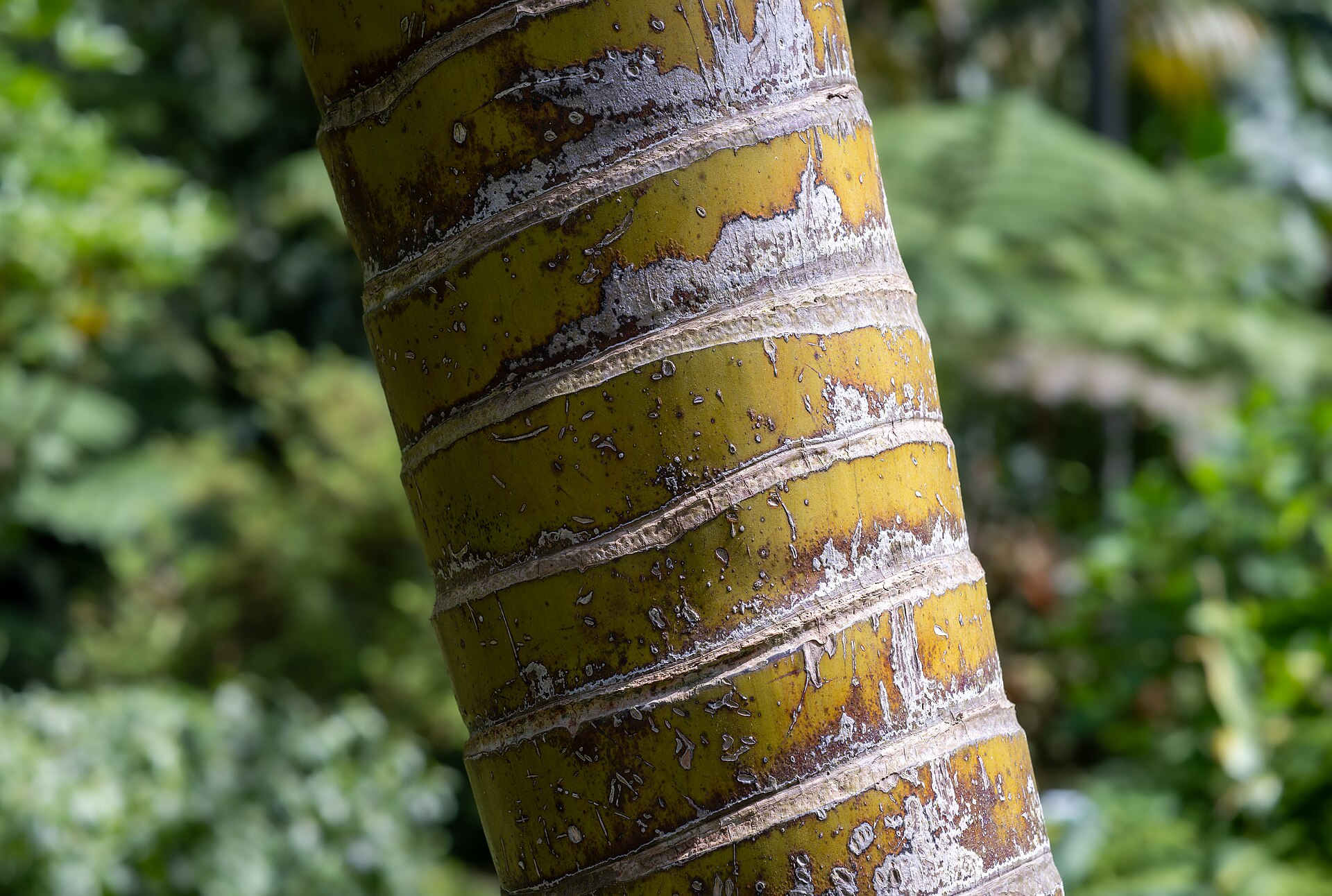 Areca Palm — photo 23