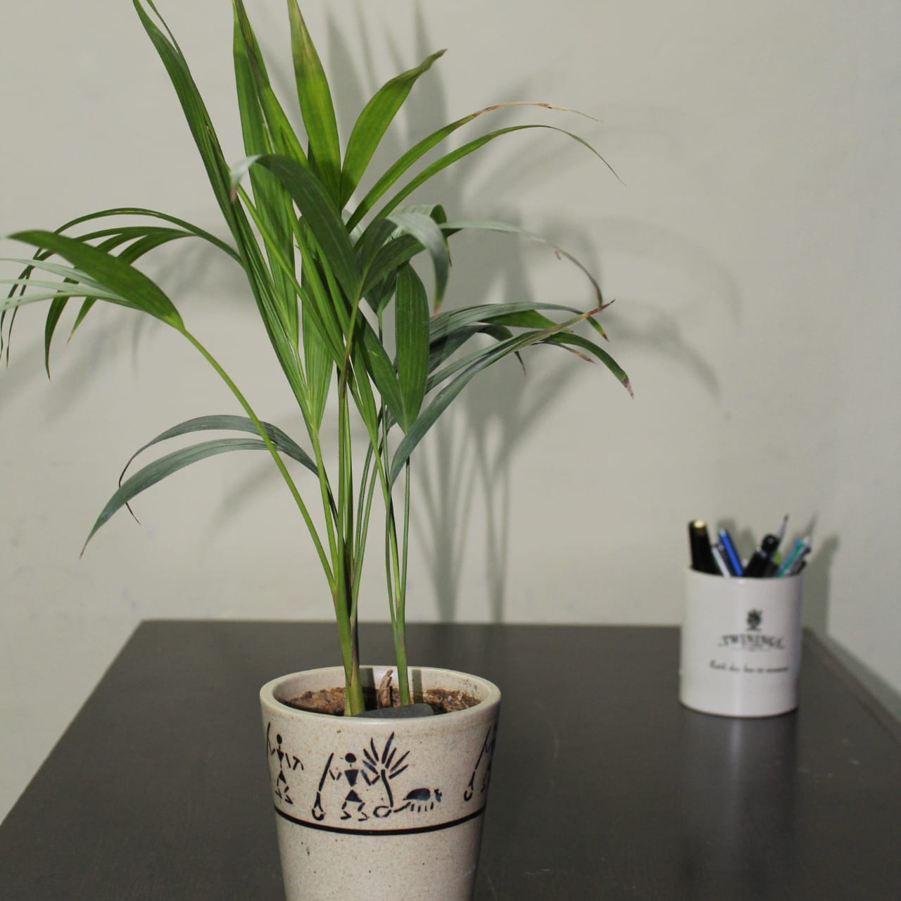 Areca Palm — photo 24