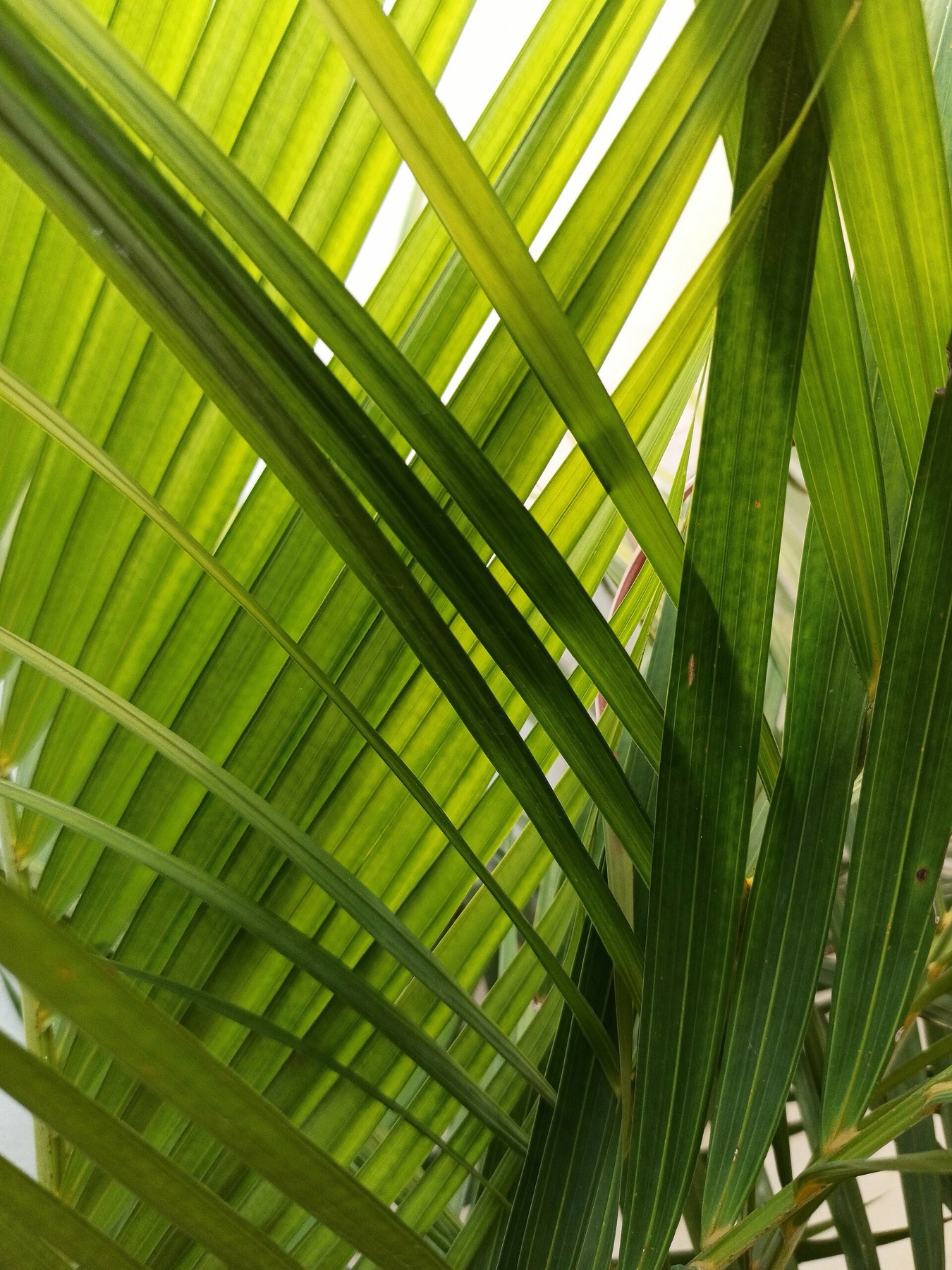 Areca Palm — photo 1