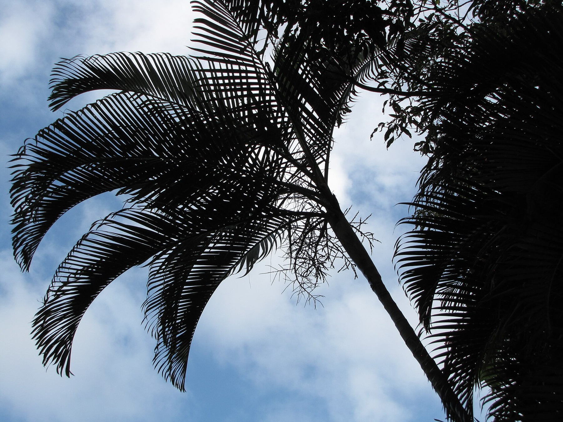 Areca Palm — photo 2