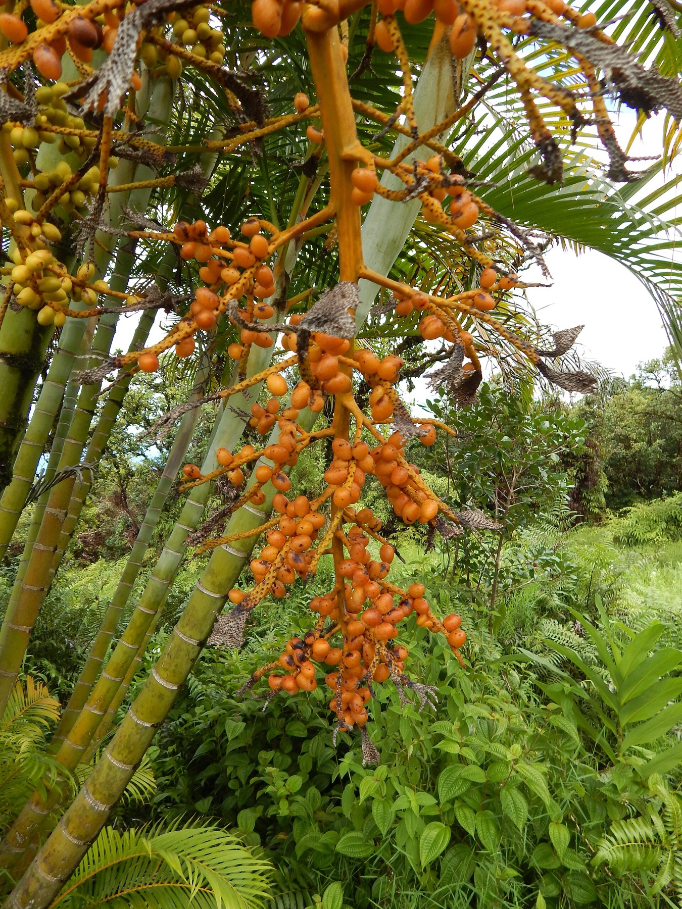 Areca Palm — photo 3