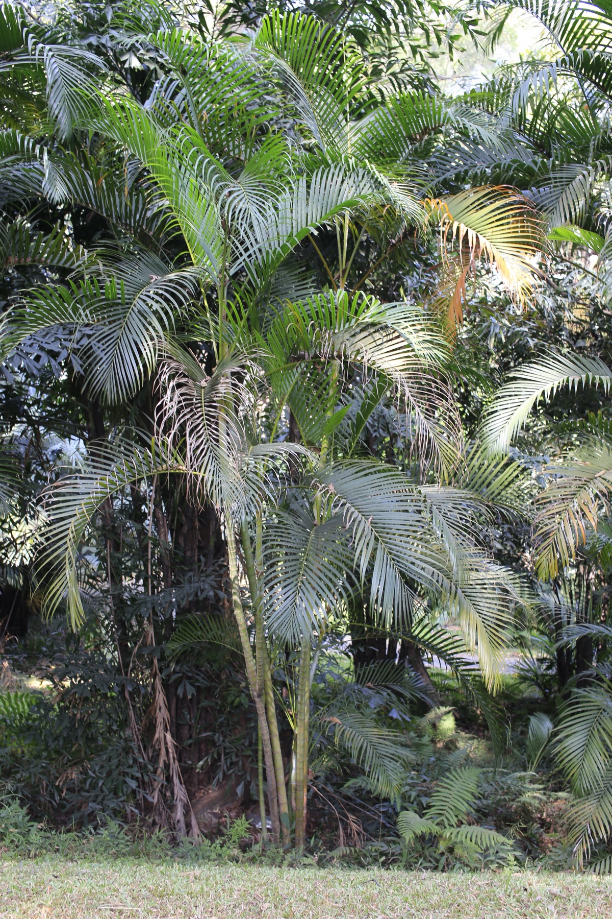 Areca Palm — photo 4