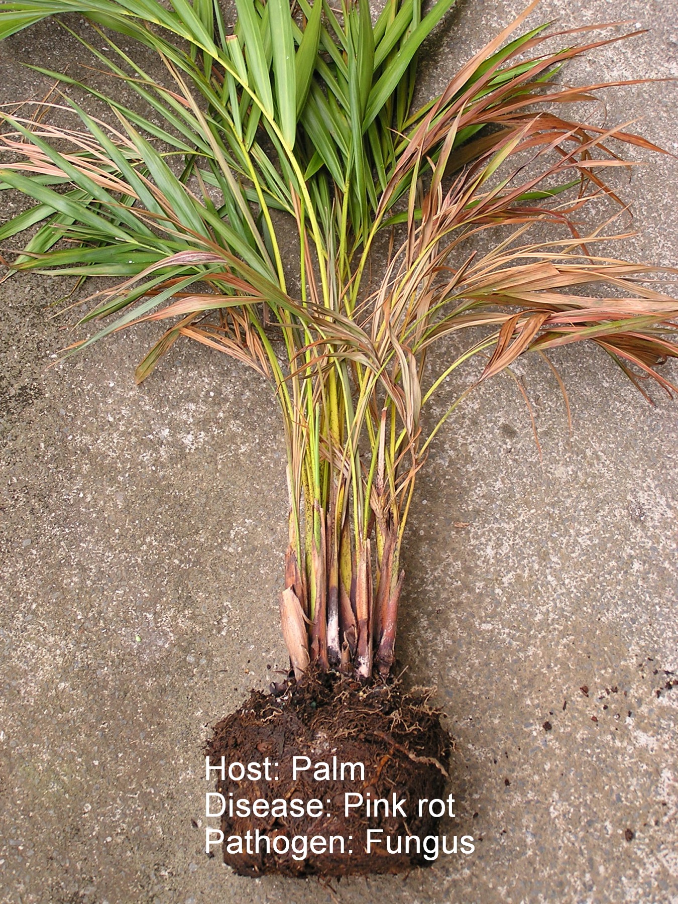 Areca Palm — photo 5