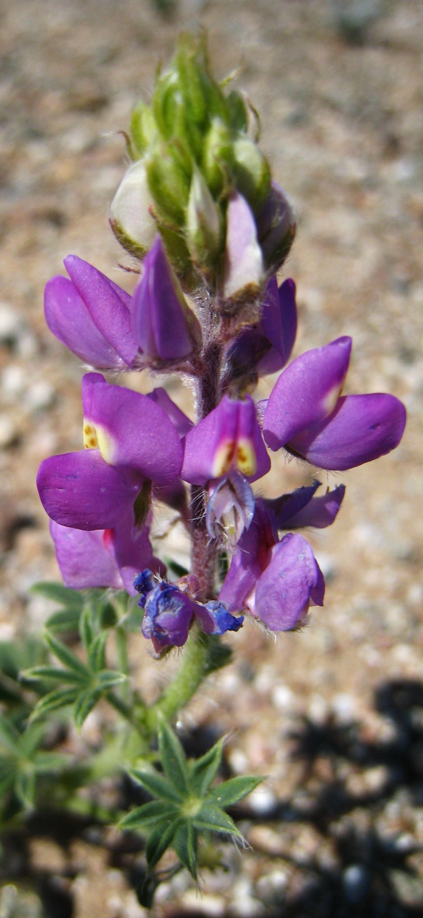 Arizona Lupine — photo 6