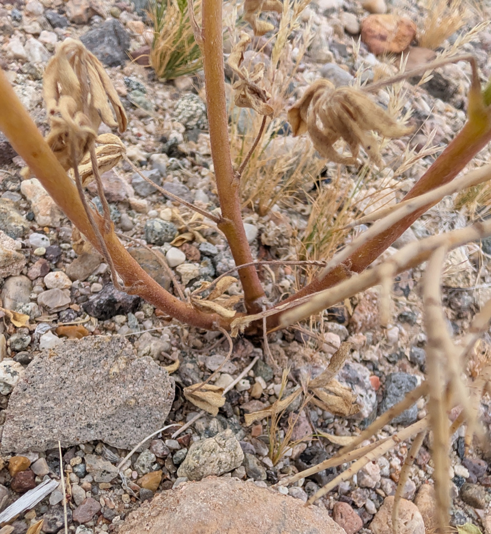 Arizona Lupine — photo 7