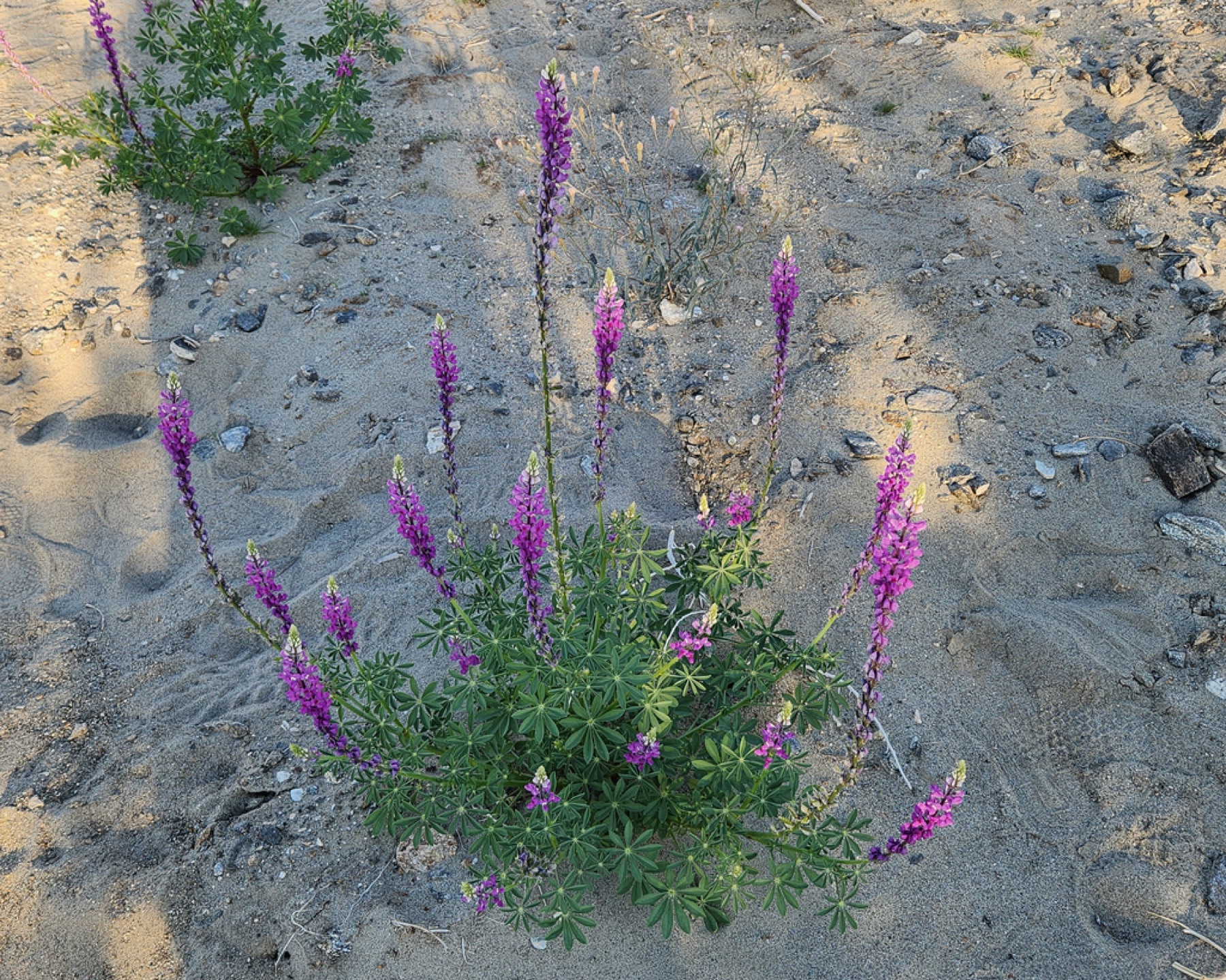Arizona Lupine — photo 8