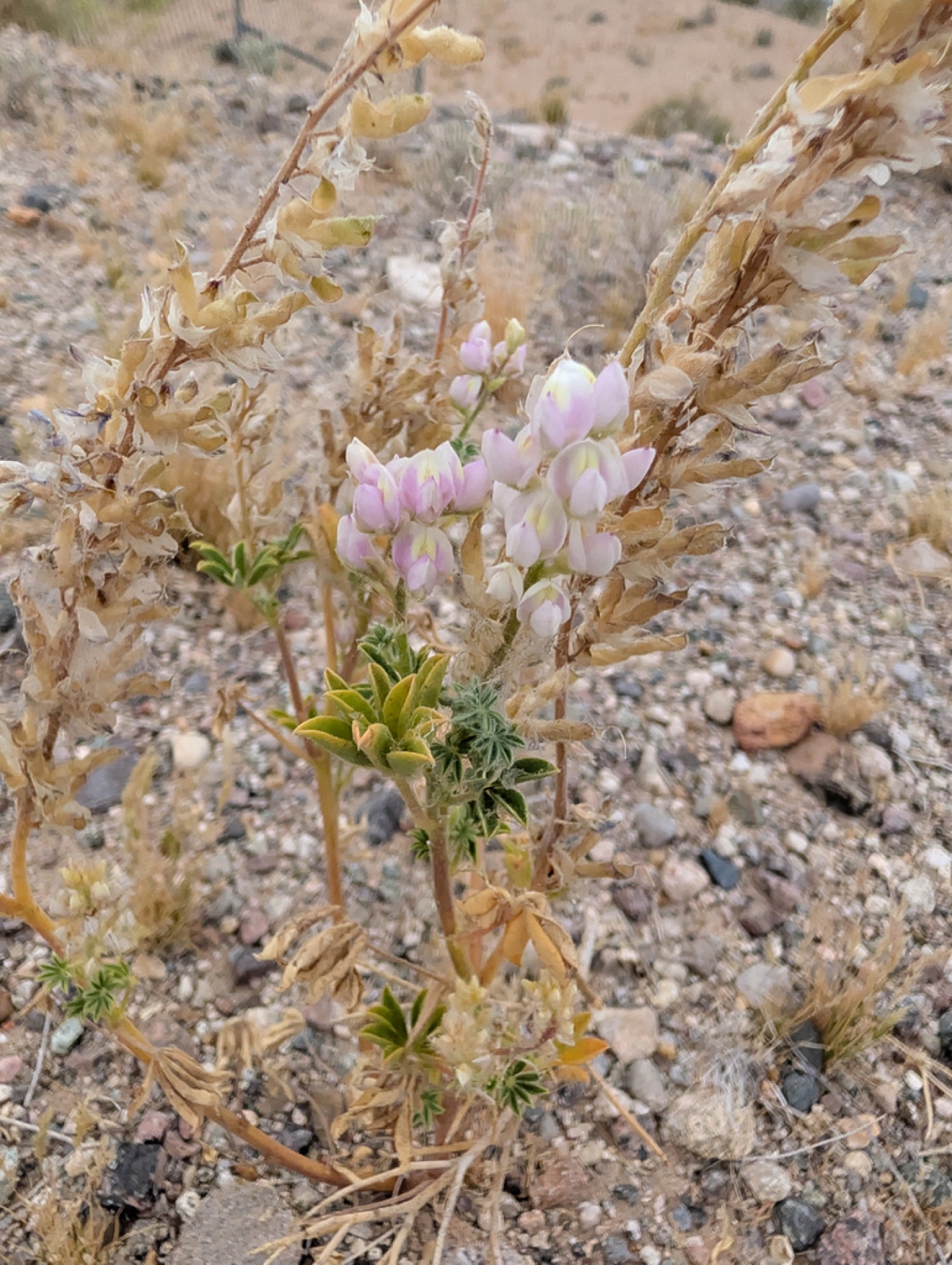 Arizona Lupine — photo 9