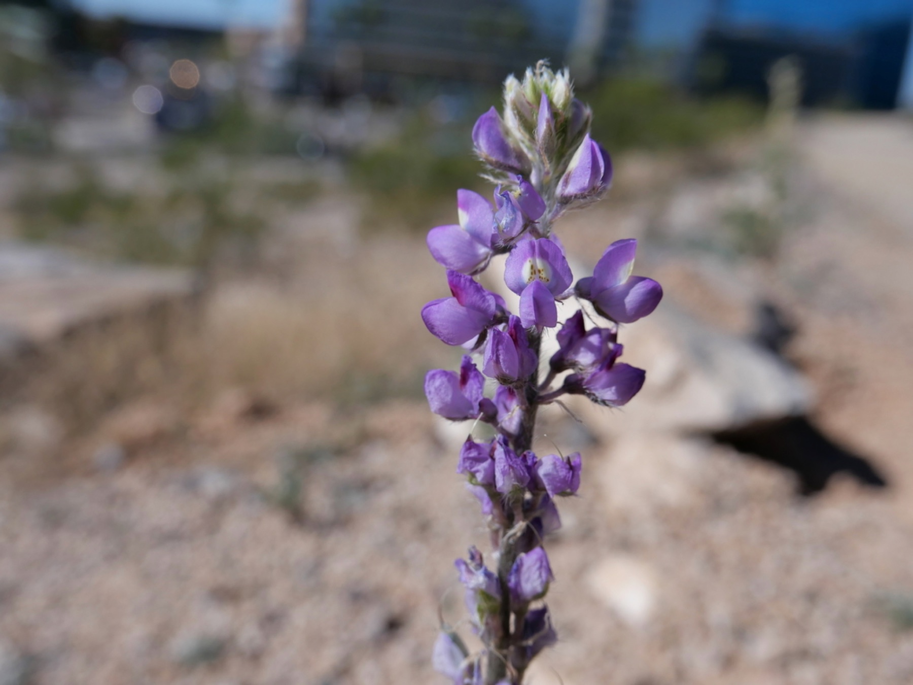 Arizona Lupine — photo 10