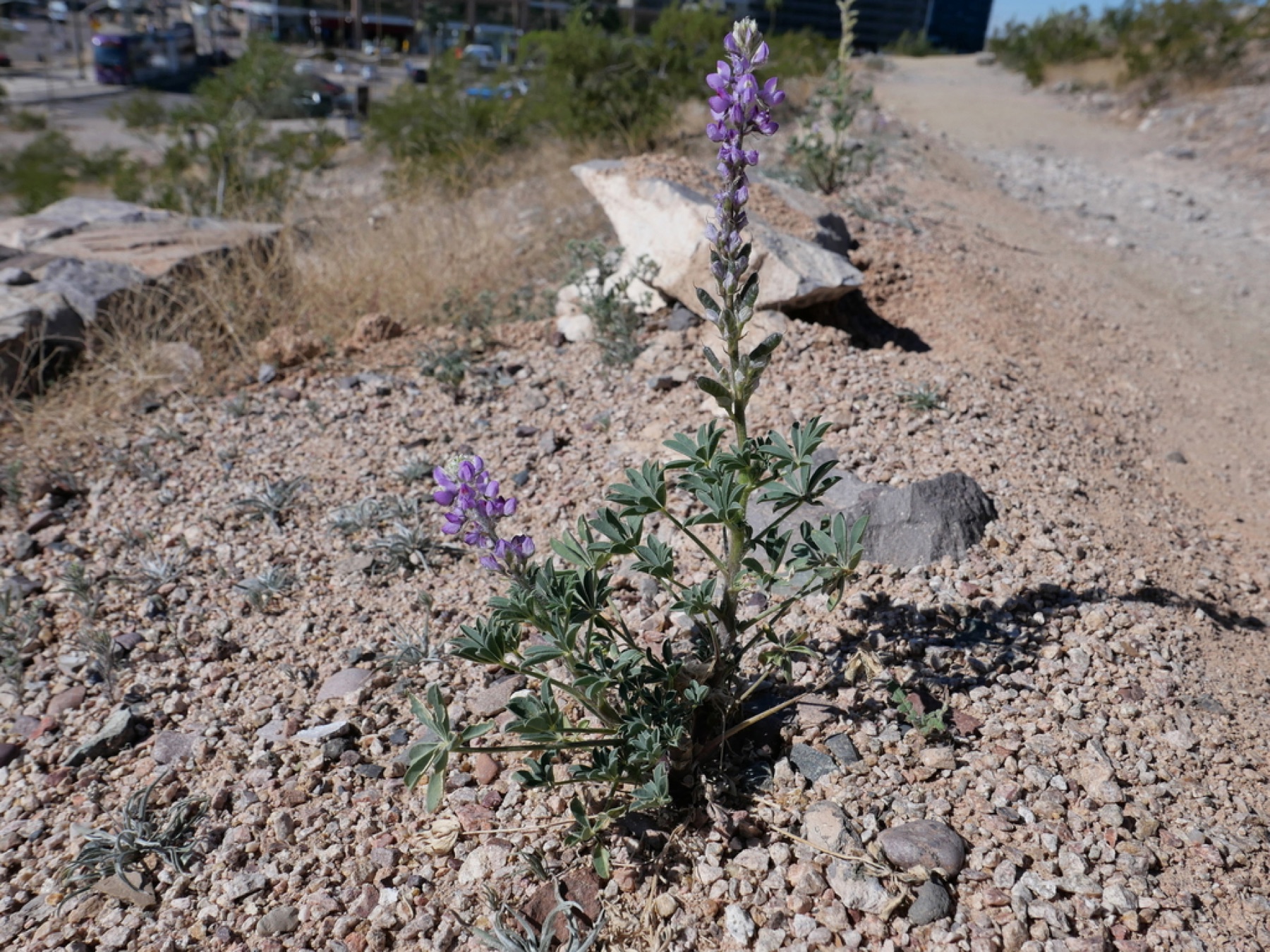 Arizona Lupine — photo 11