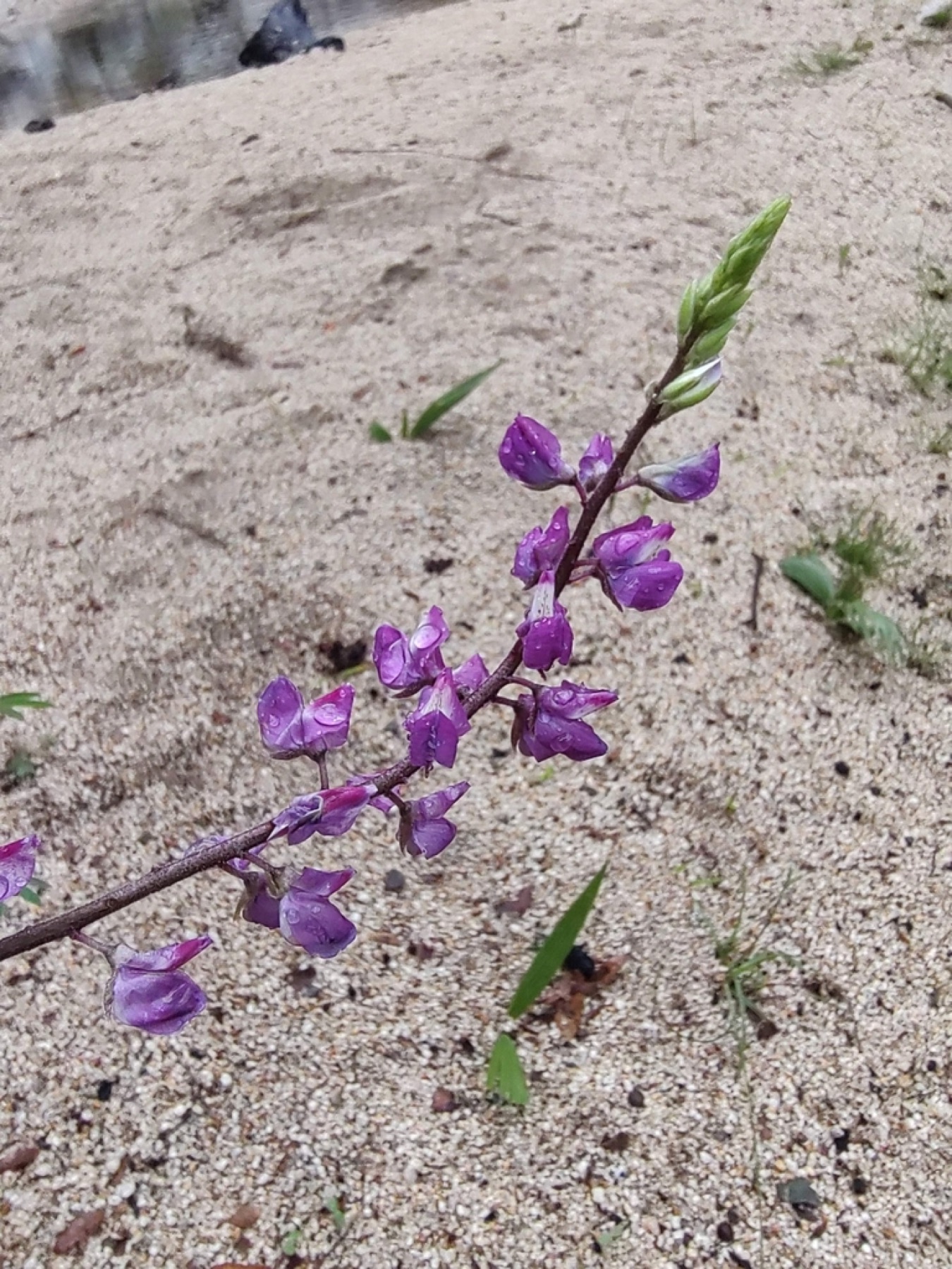Arizona Lupine — photo 12