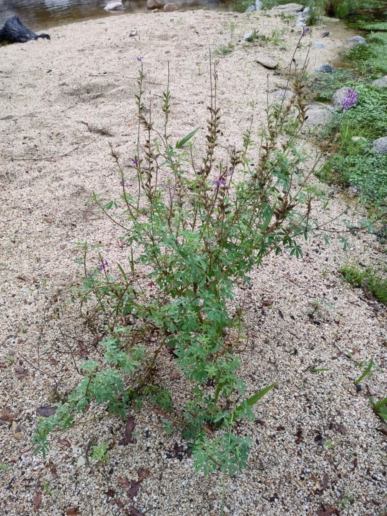 Arizona Lupine — photo 13