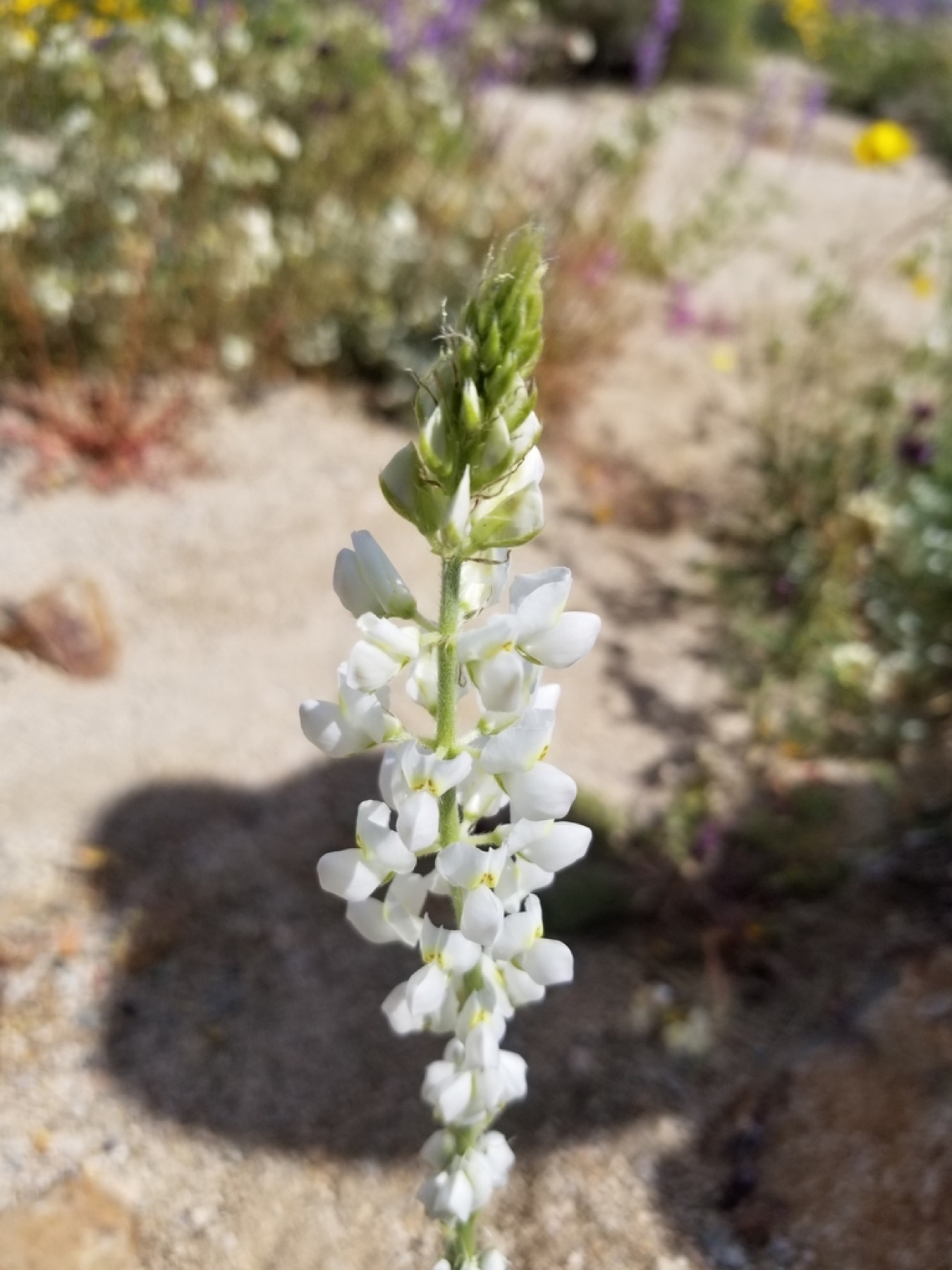 Arizona Lupine — photo 14