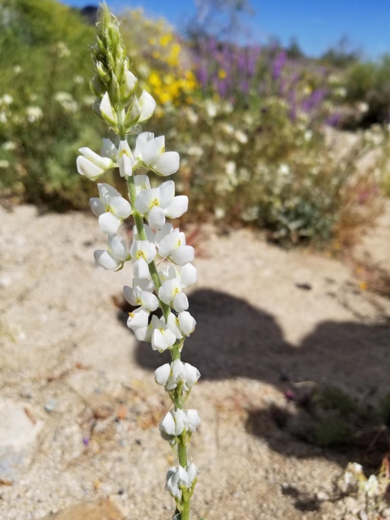 Arizona Lupine — photo 15