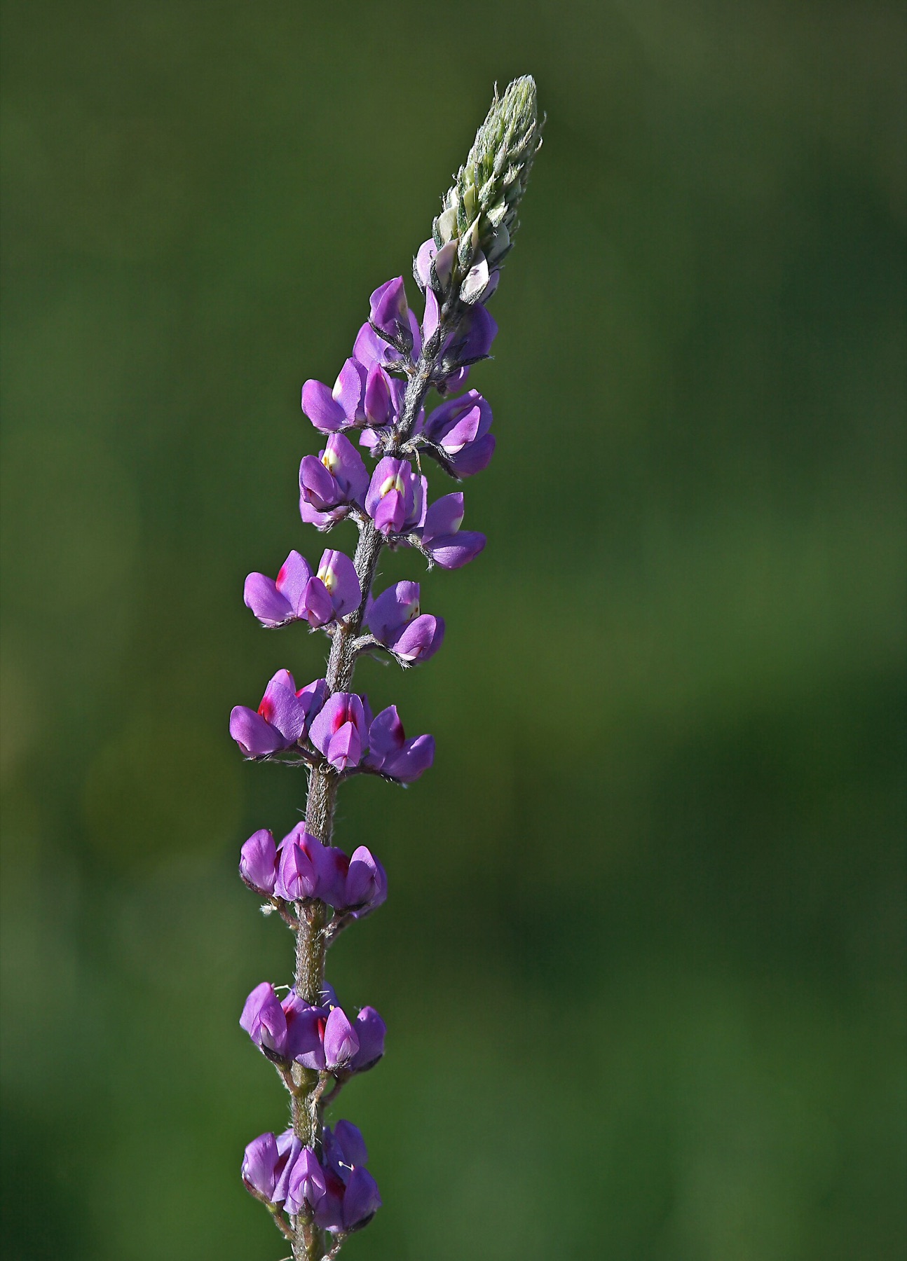 Arizona Lupine — photo 16