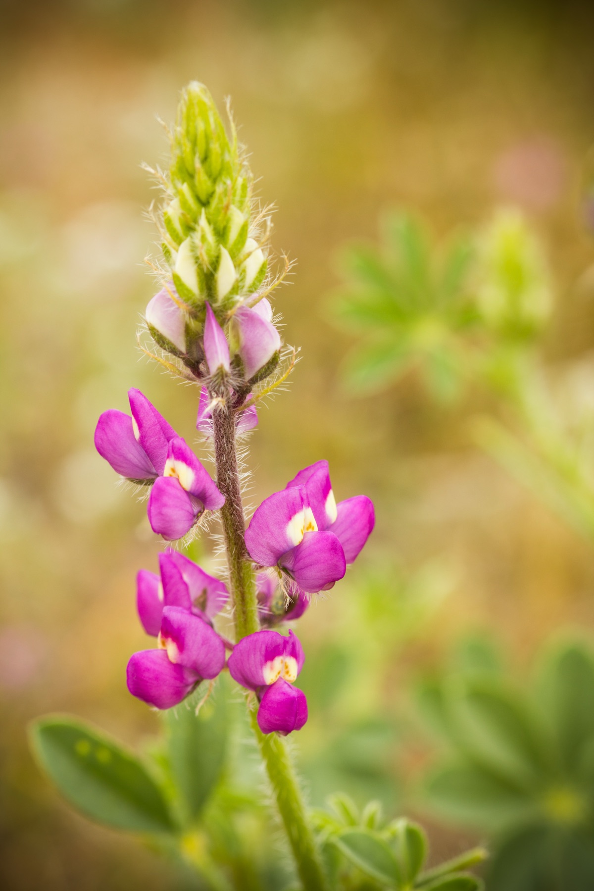 Arizona Lupine — photo 17