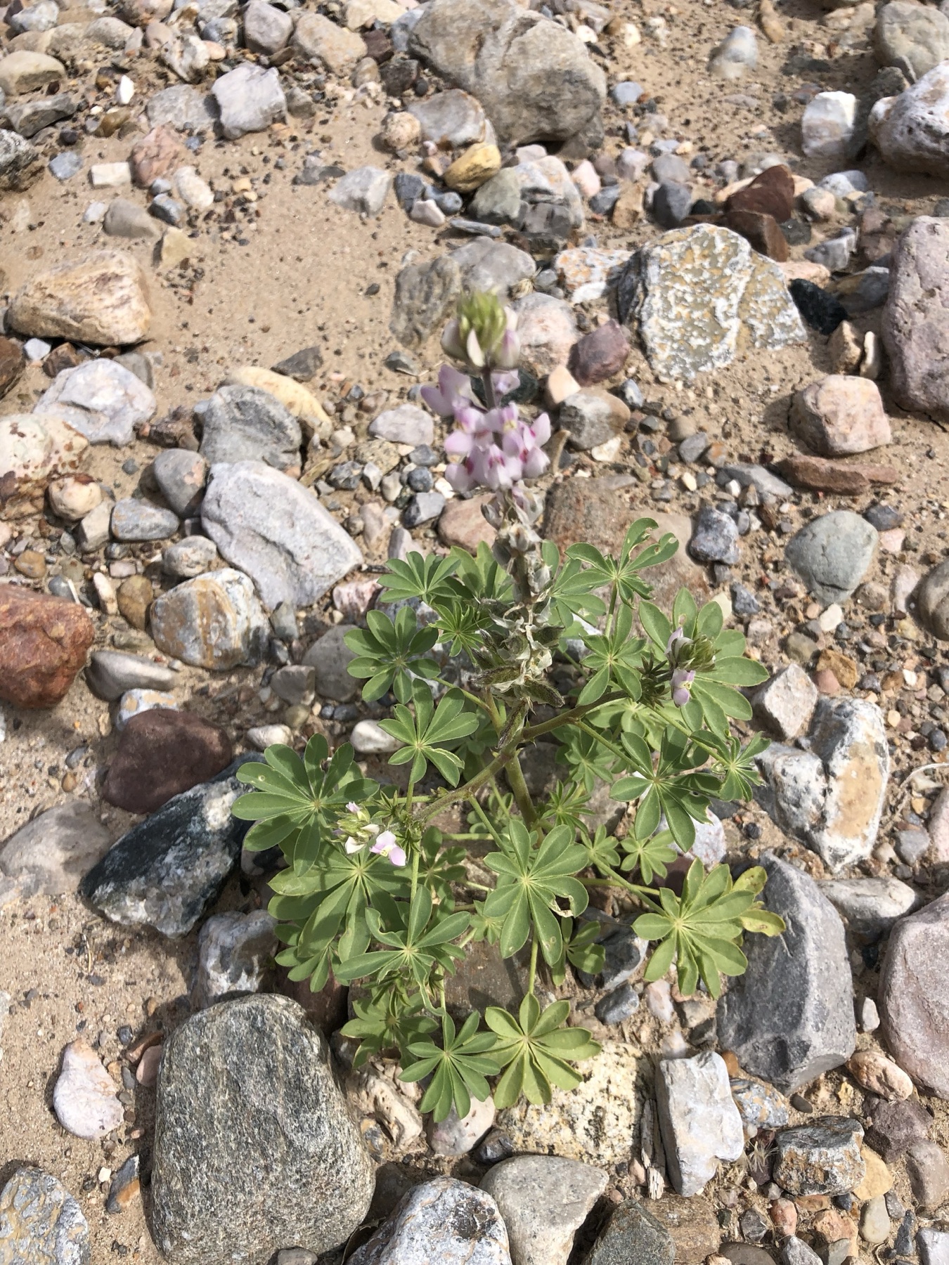 Arizona Lupine — photo 18
