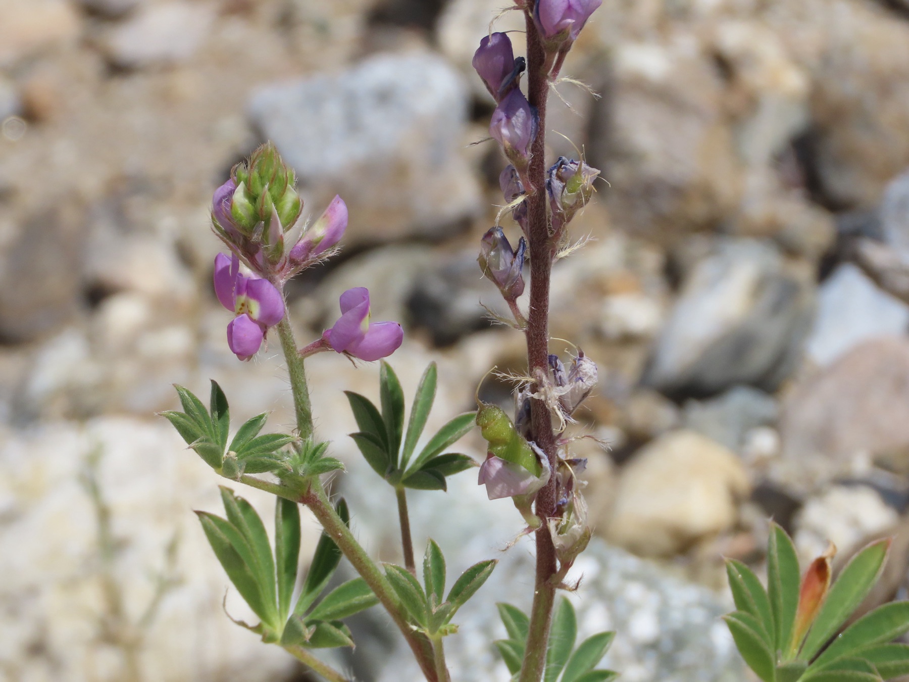 Arizona Lupine — photo 19