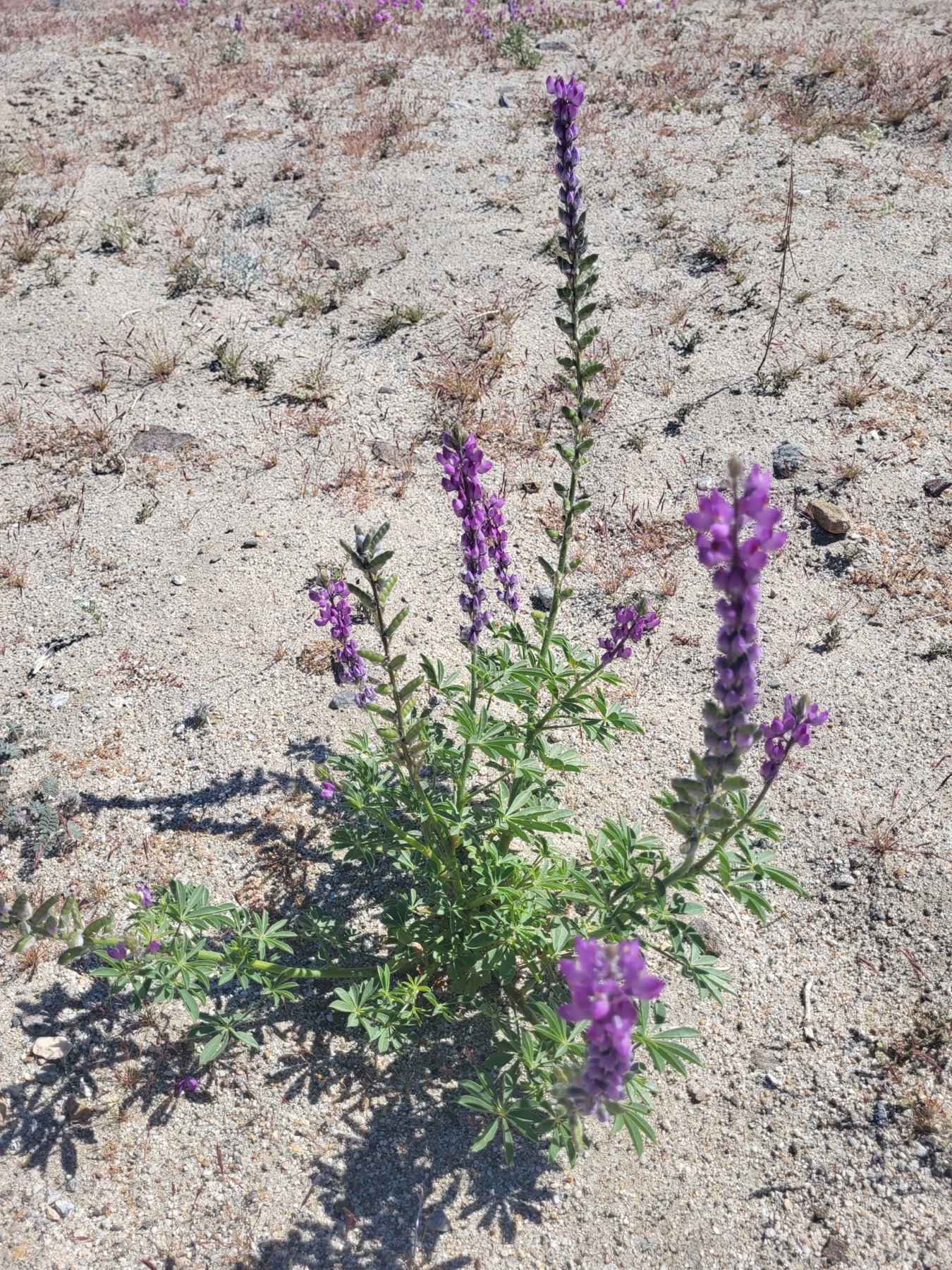 Arizona Lupine — photo 20