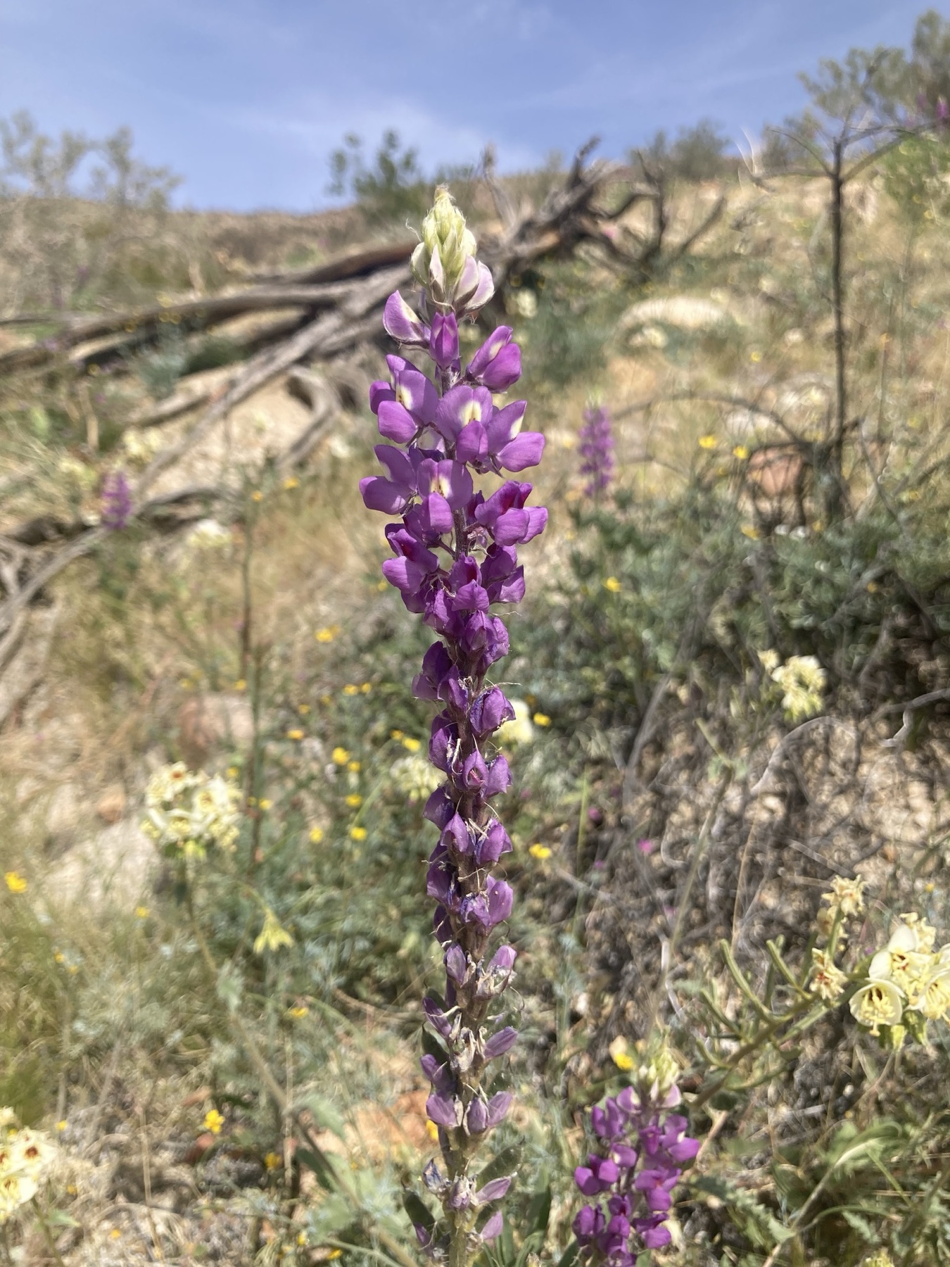Arizona Lupine — photo 21