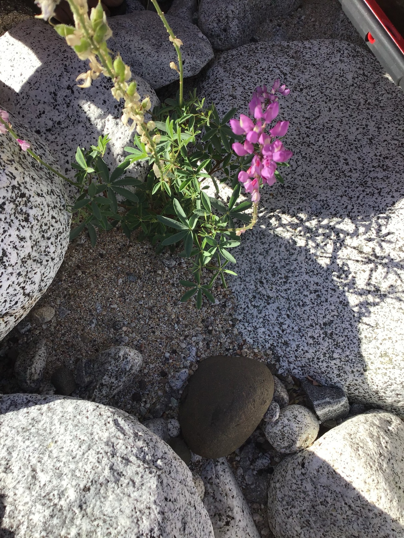 Arizona Lupine — photo 23