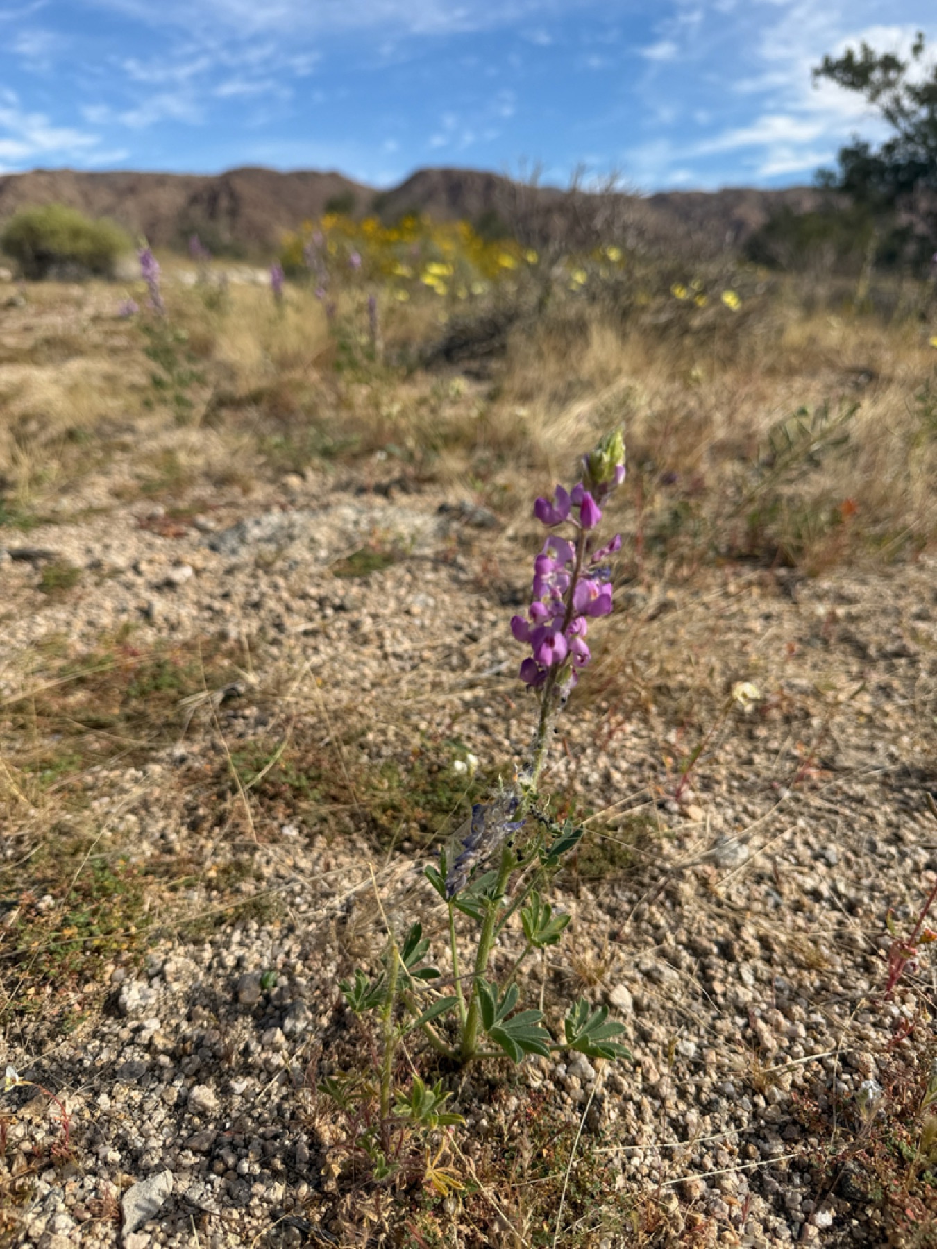 Arizona Lupine