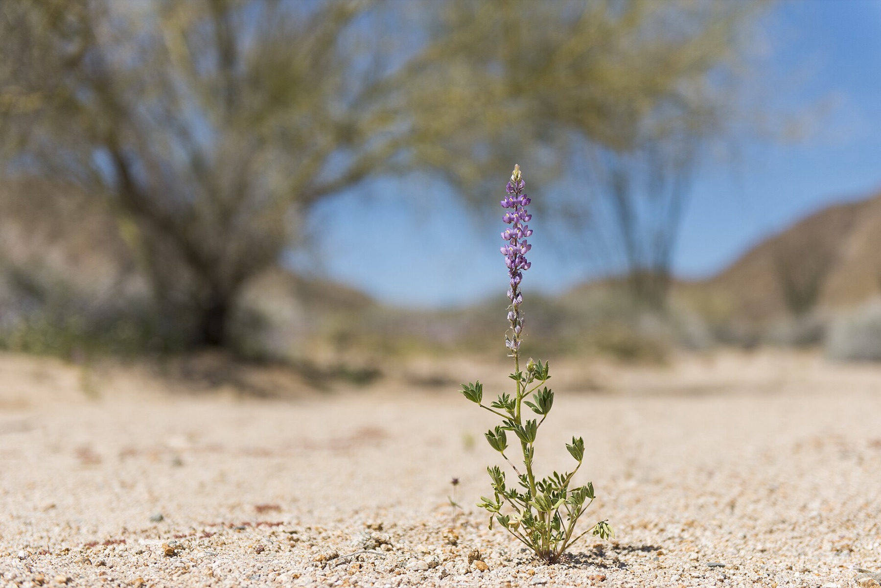 Arizona Lupine — photo 2