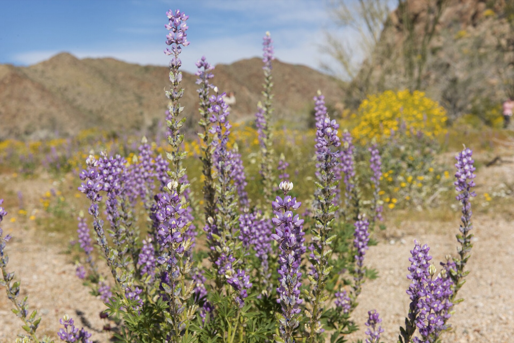 Arizona Lupine — photo 3