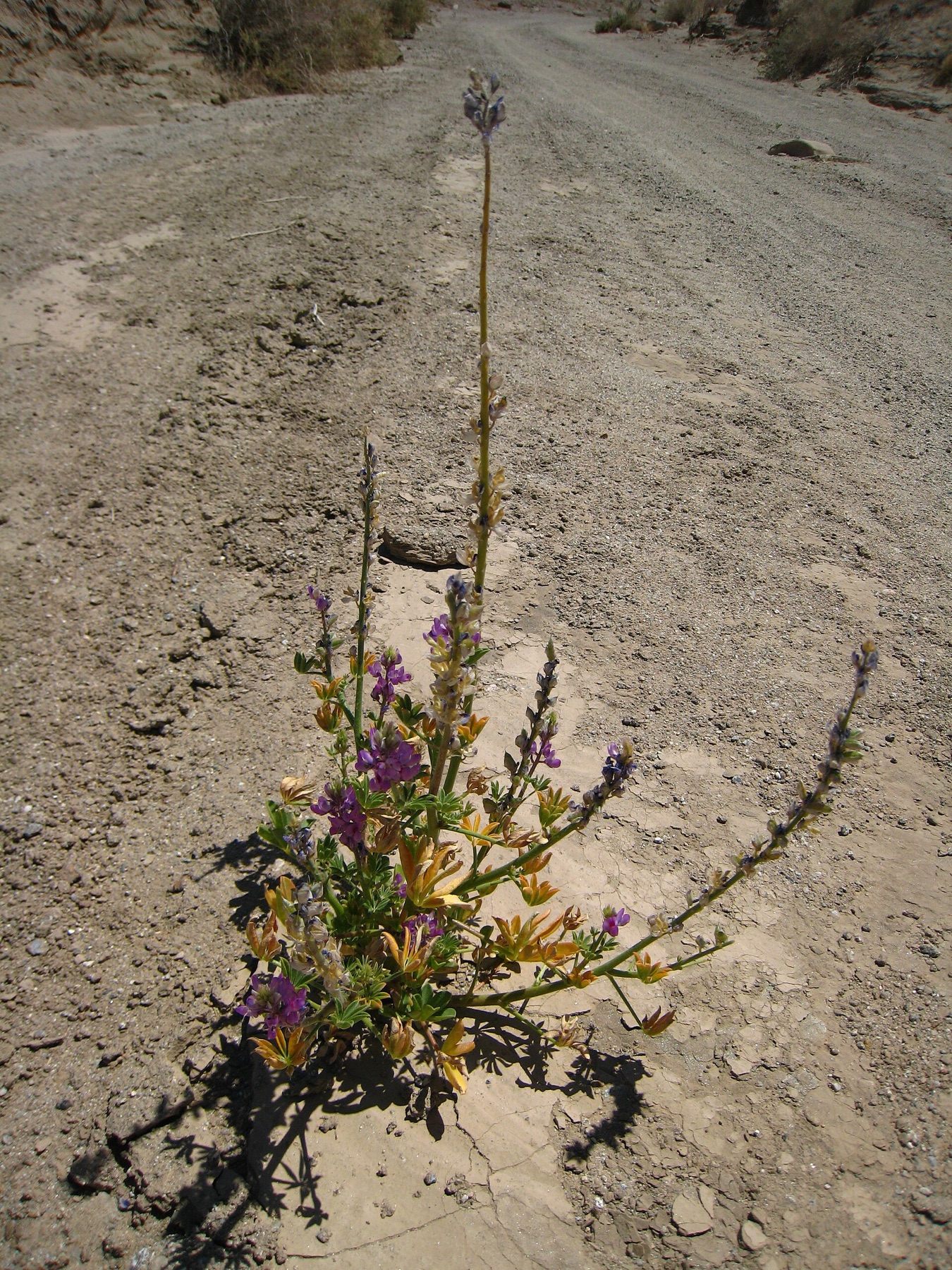 Arizona Lupine — photo 4