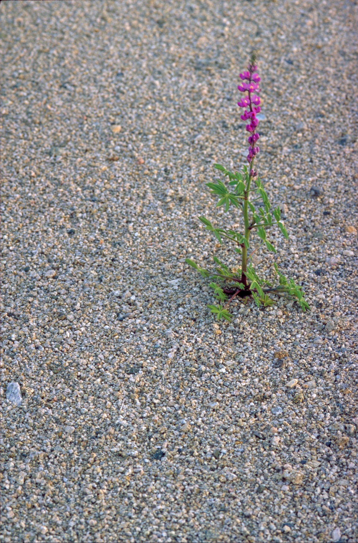 Arizona Lupine — photo 5