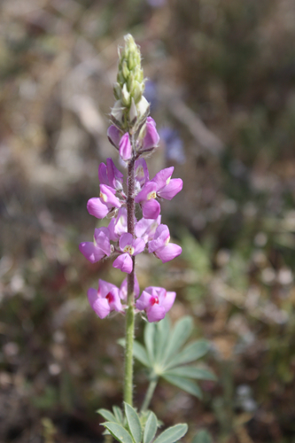 Arizona Lupine — photo 24