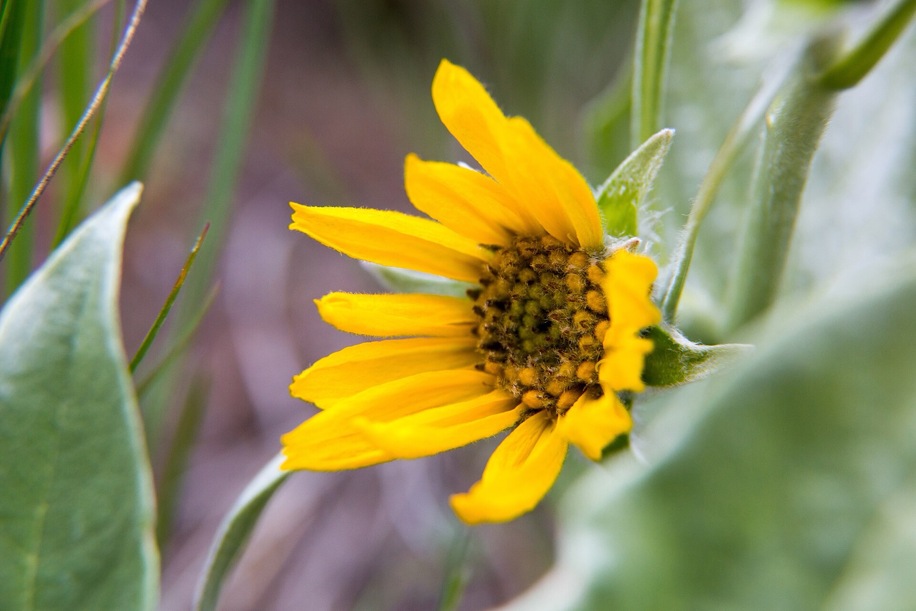 Arrowleaf Balsamroot — photo 6
