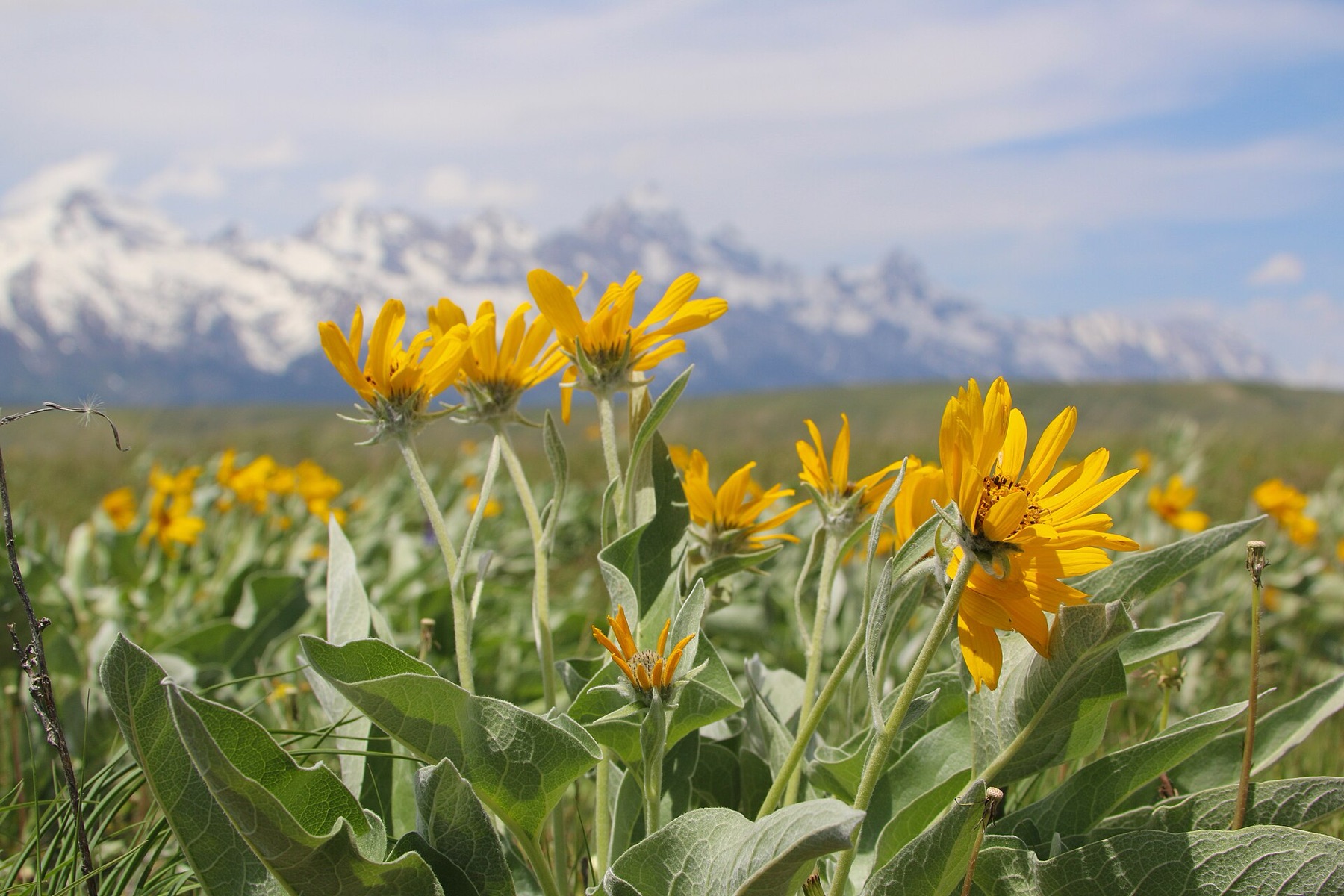 Arrowleaf Balsamroot — photo 7
