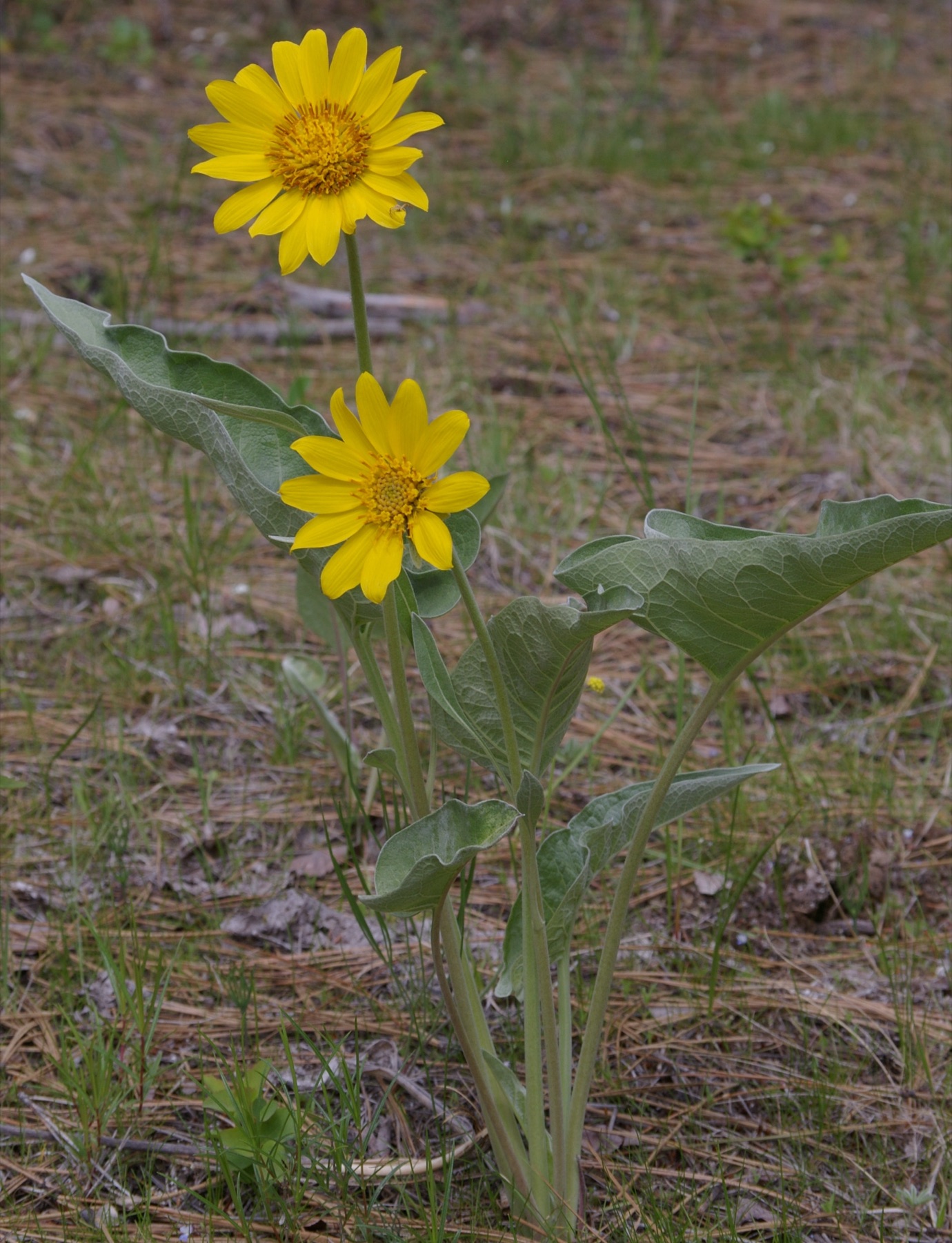 Arrowleaf Balsamroot