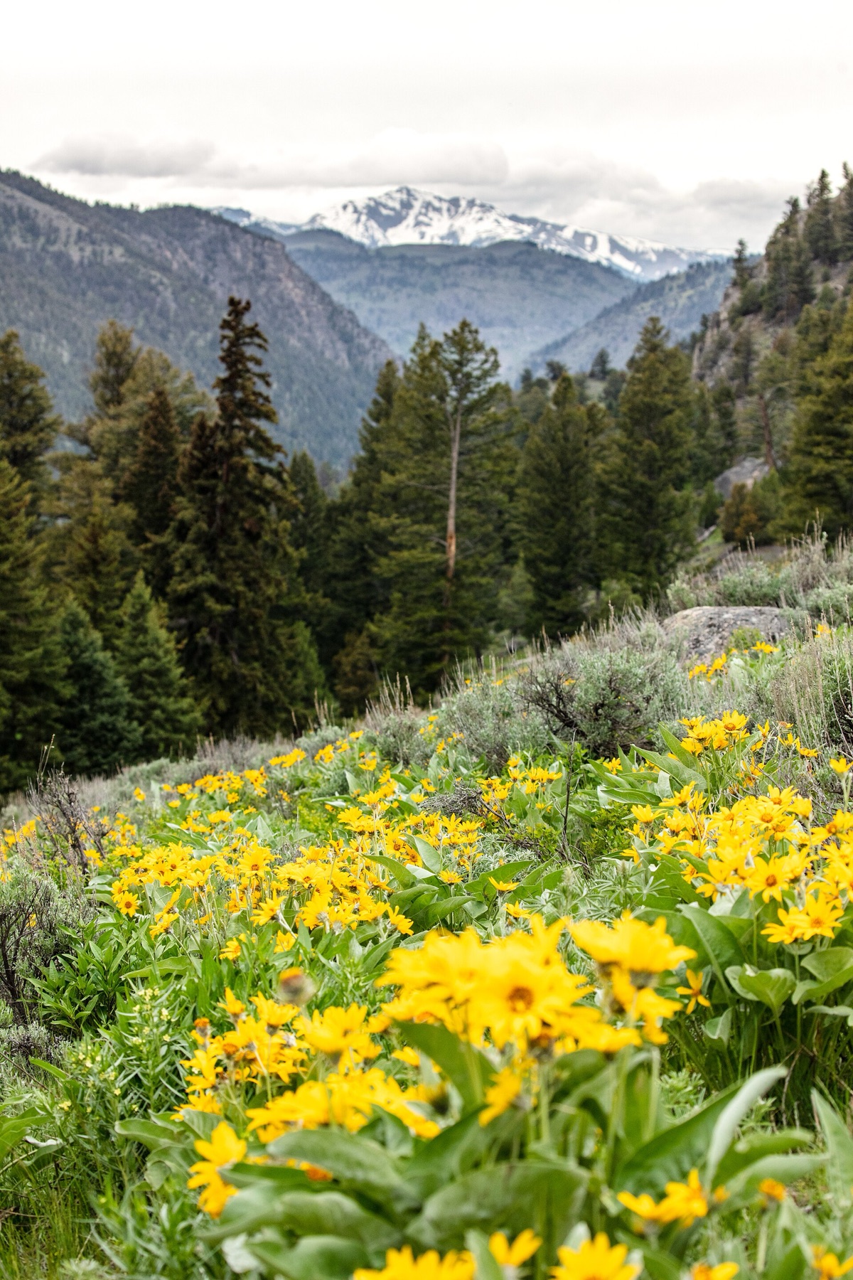 Arrowleaf Balsamroot — photo 2