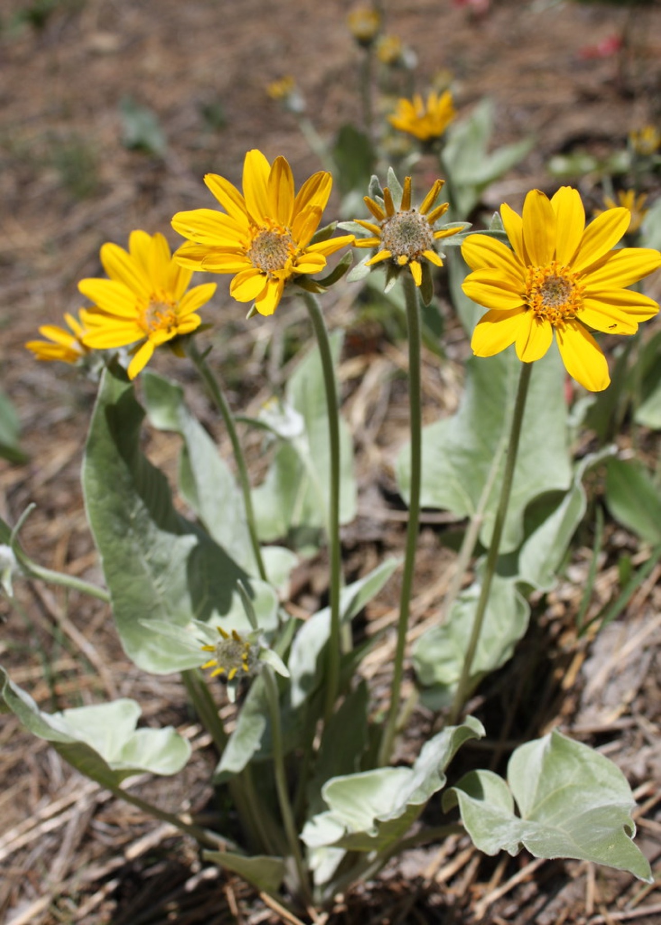 Arrowleaf Balsamroot — photo 3