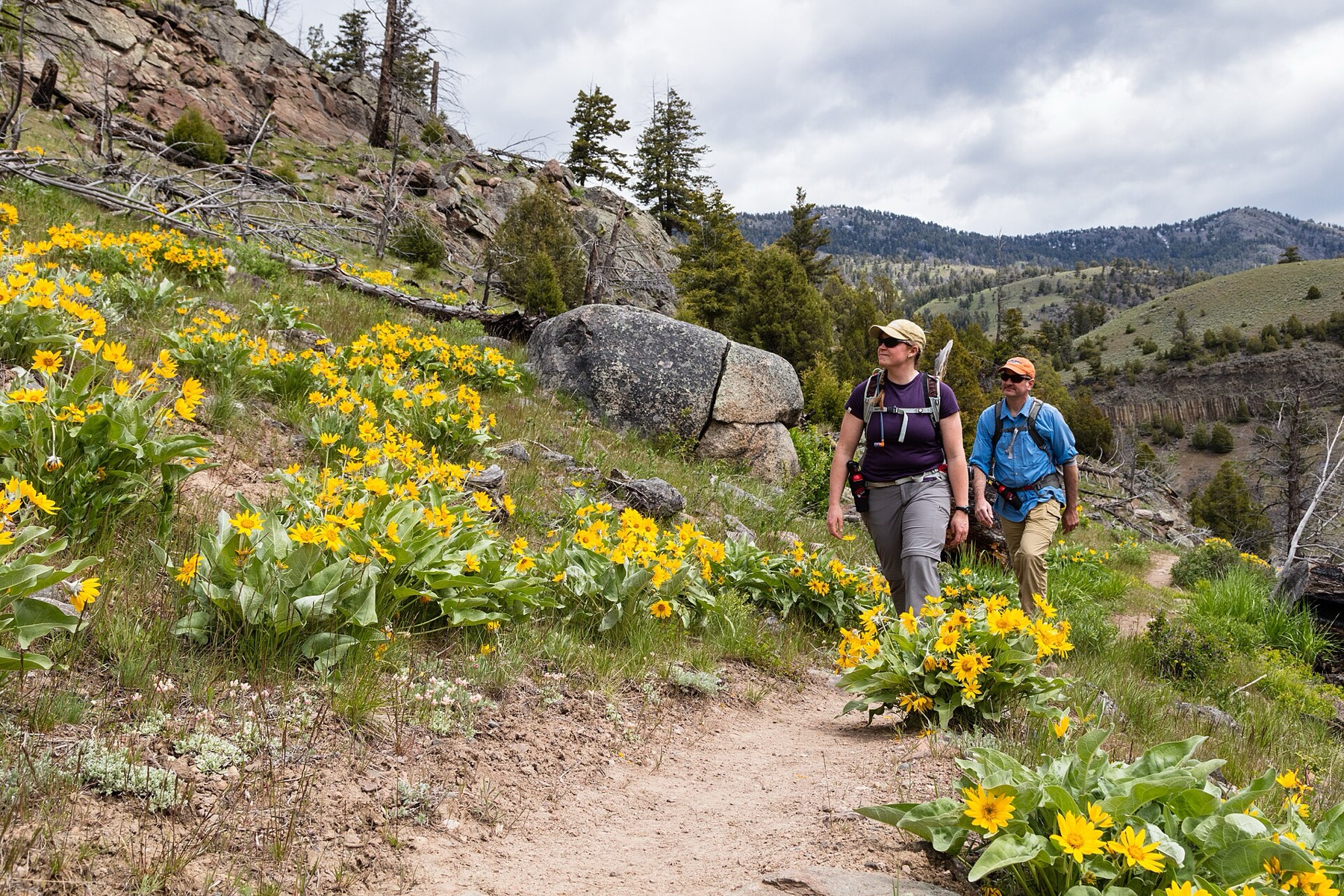 Arrowleaf Balsamroot — photo 4