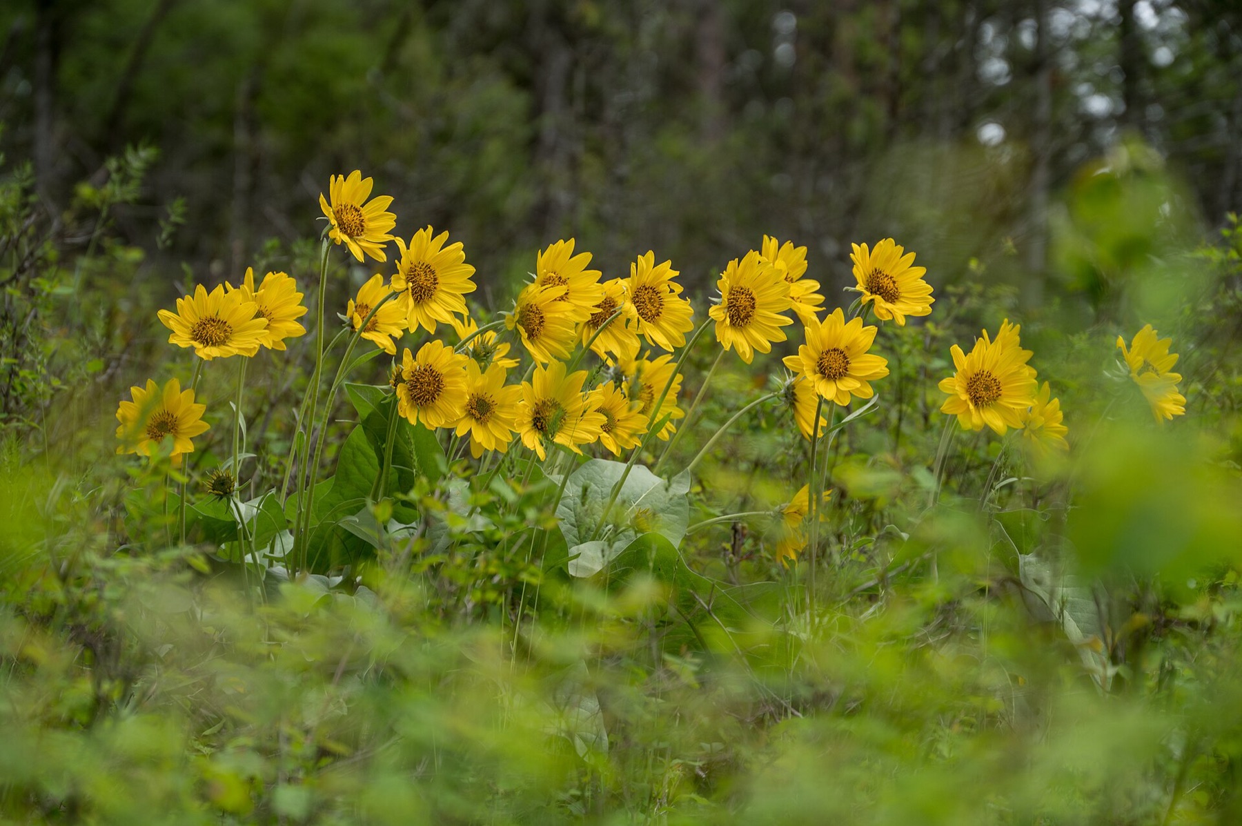 Arrowleaf Balsamroot — photo 5