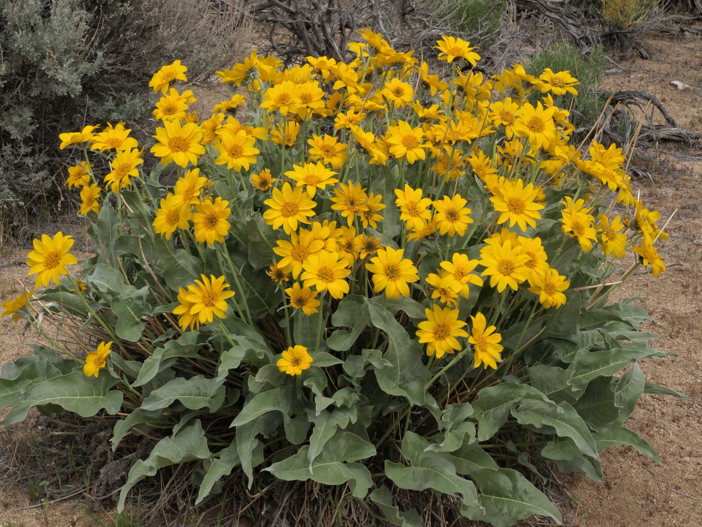 Arrowleaf Balsamroot