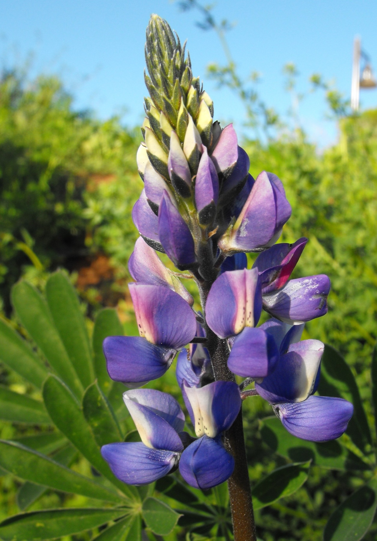 Arroyo Lupine — photo 6