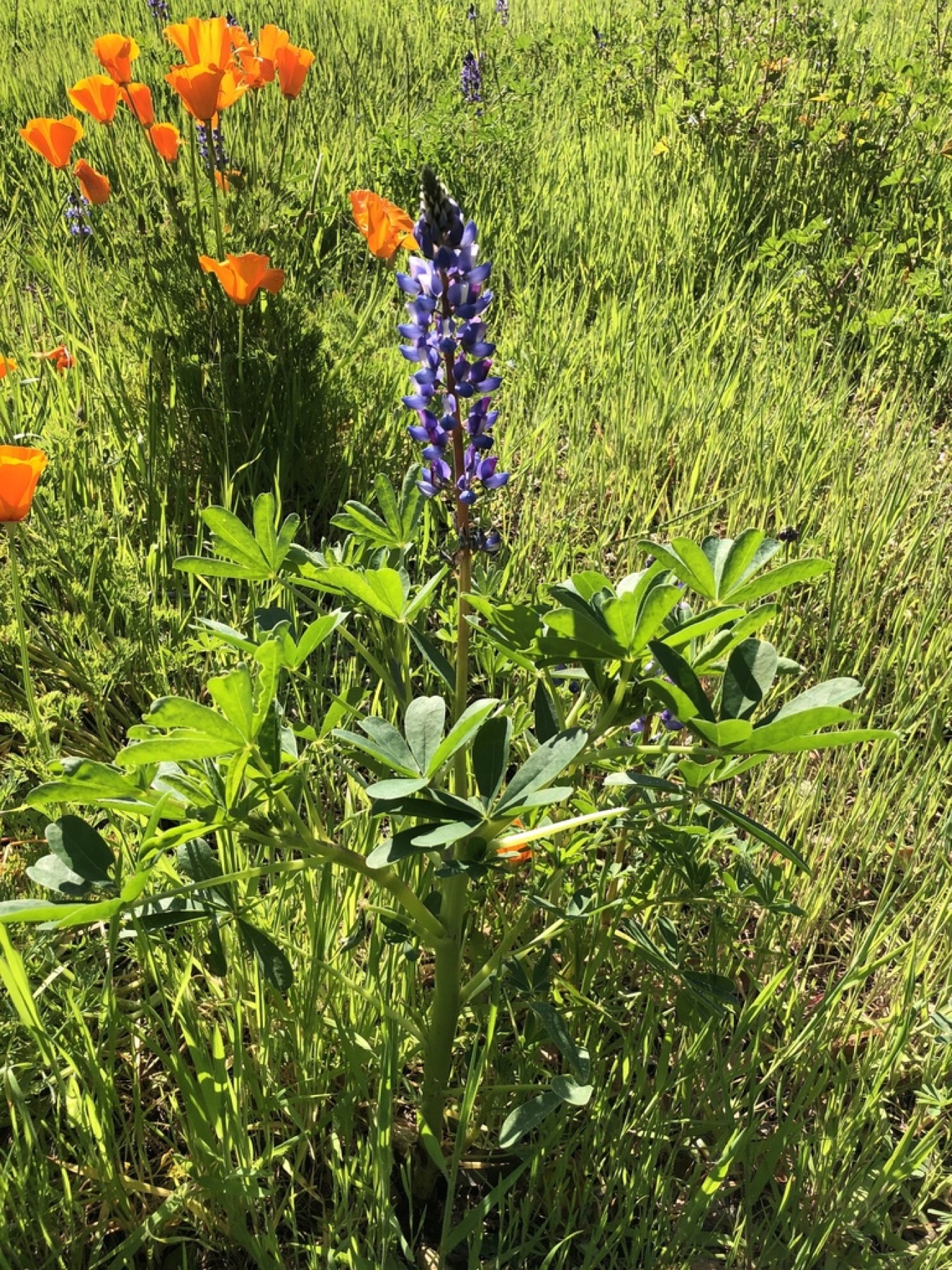 Arroyo Lupine — photo 8