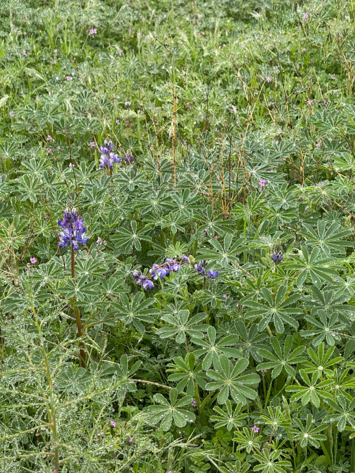 Arroyo Lupine — photo 9
