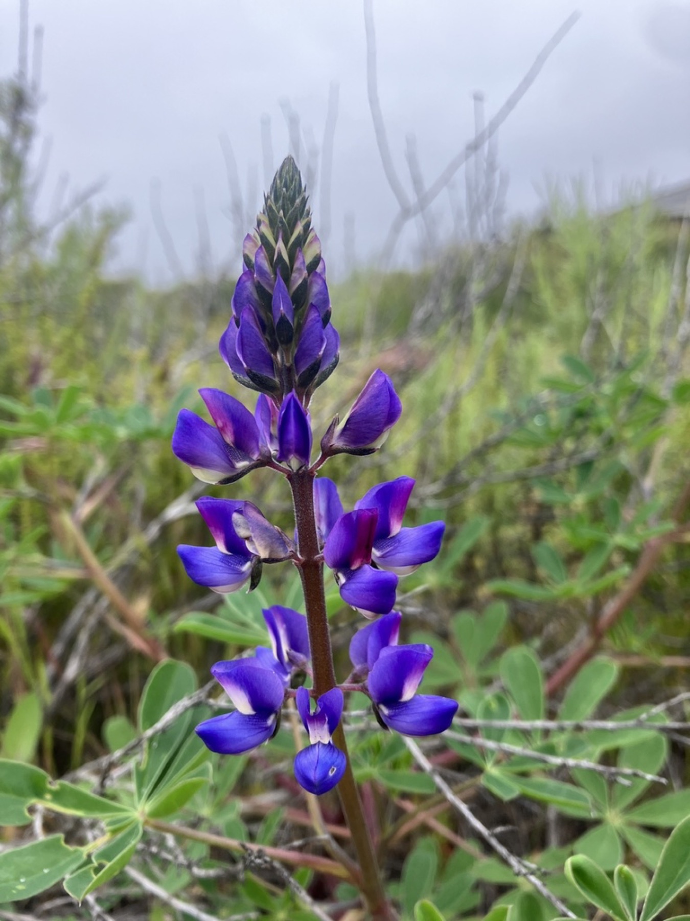 Arroyo Lupine — photo 10
