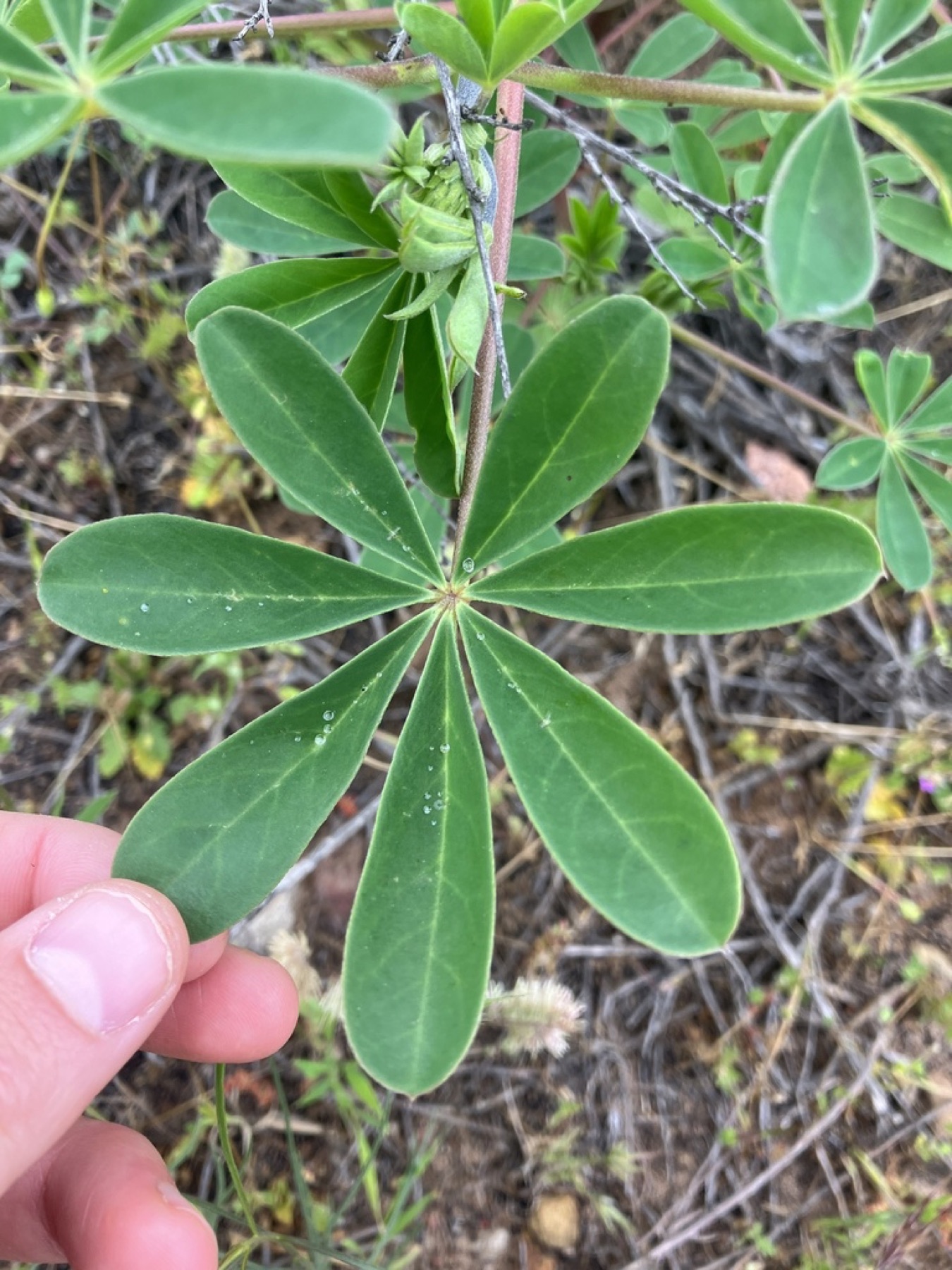 Arroyo Lupine — photo 11