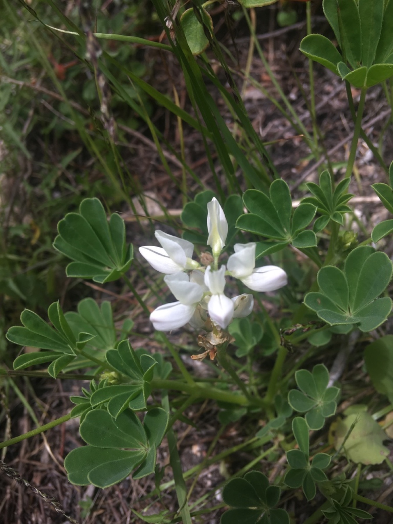 Arroyo Lupine — photo 12