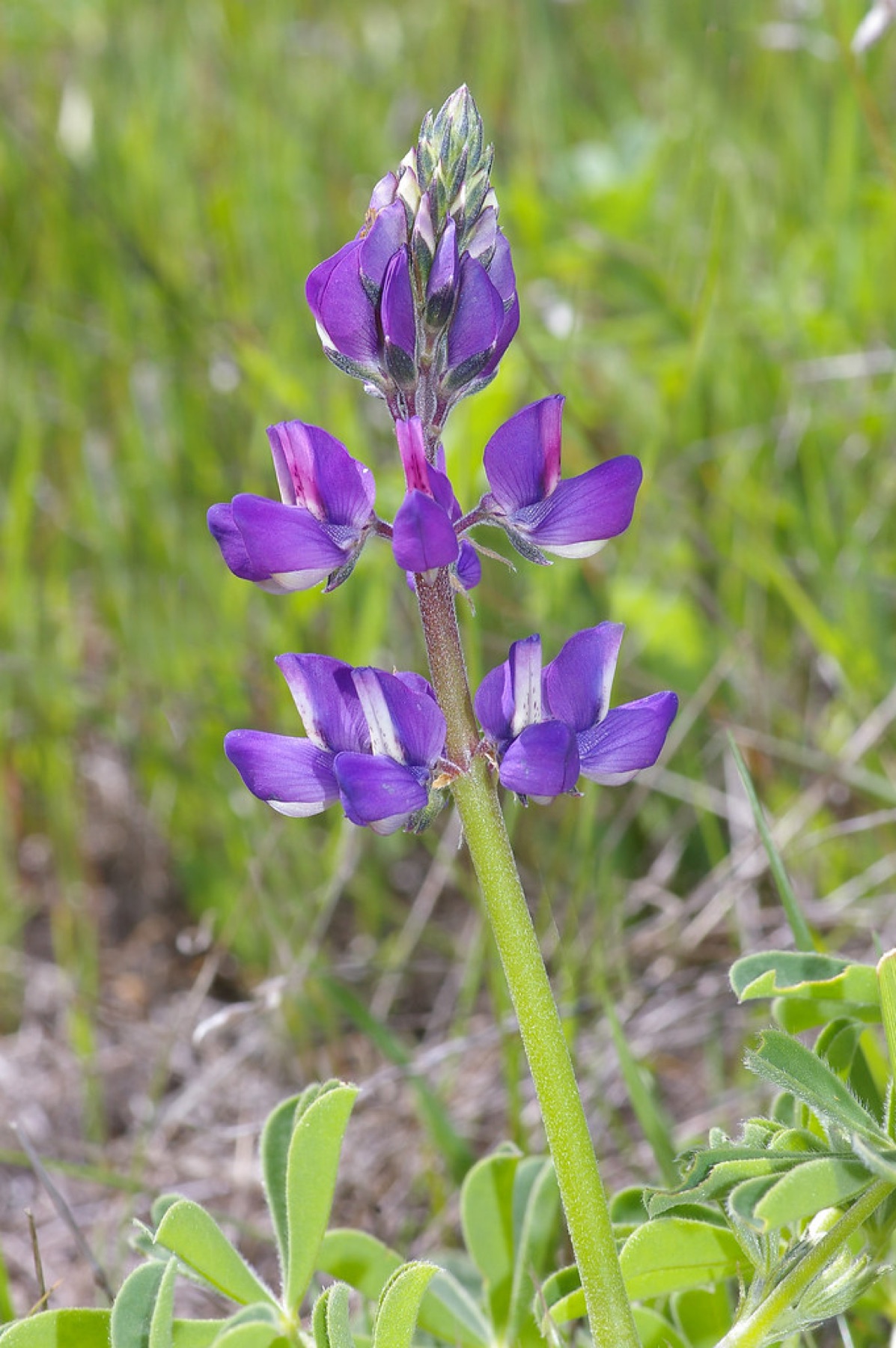 Arroyo Lupine — photo 13