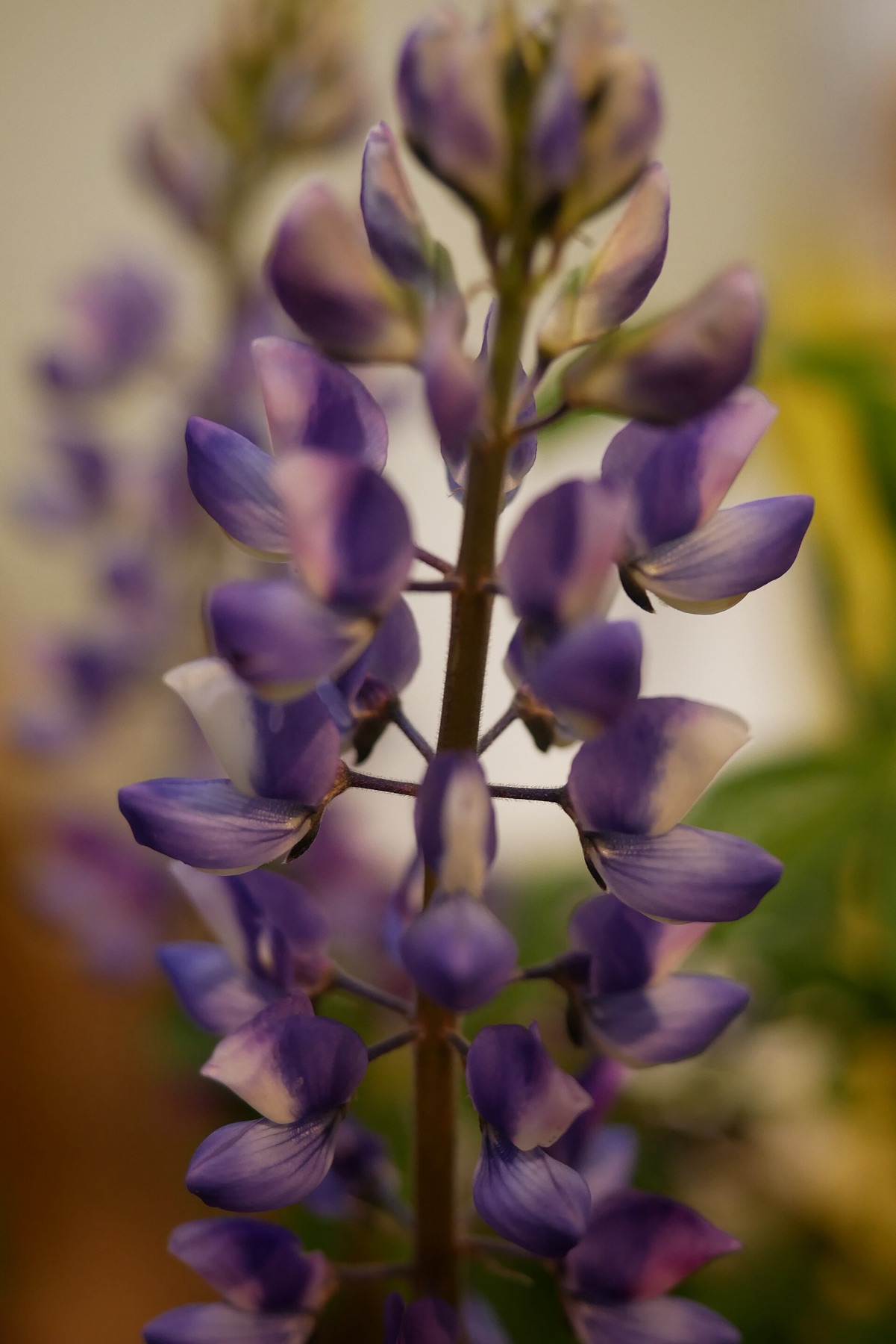 Arroyo Lupine — photo 14