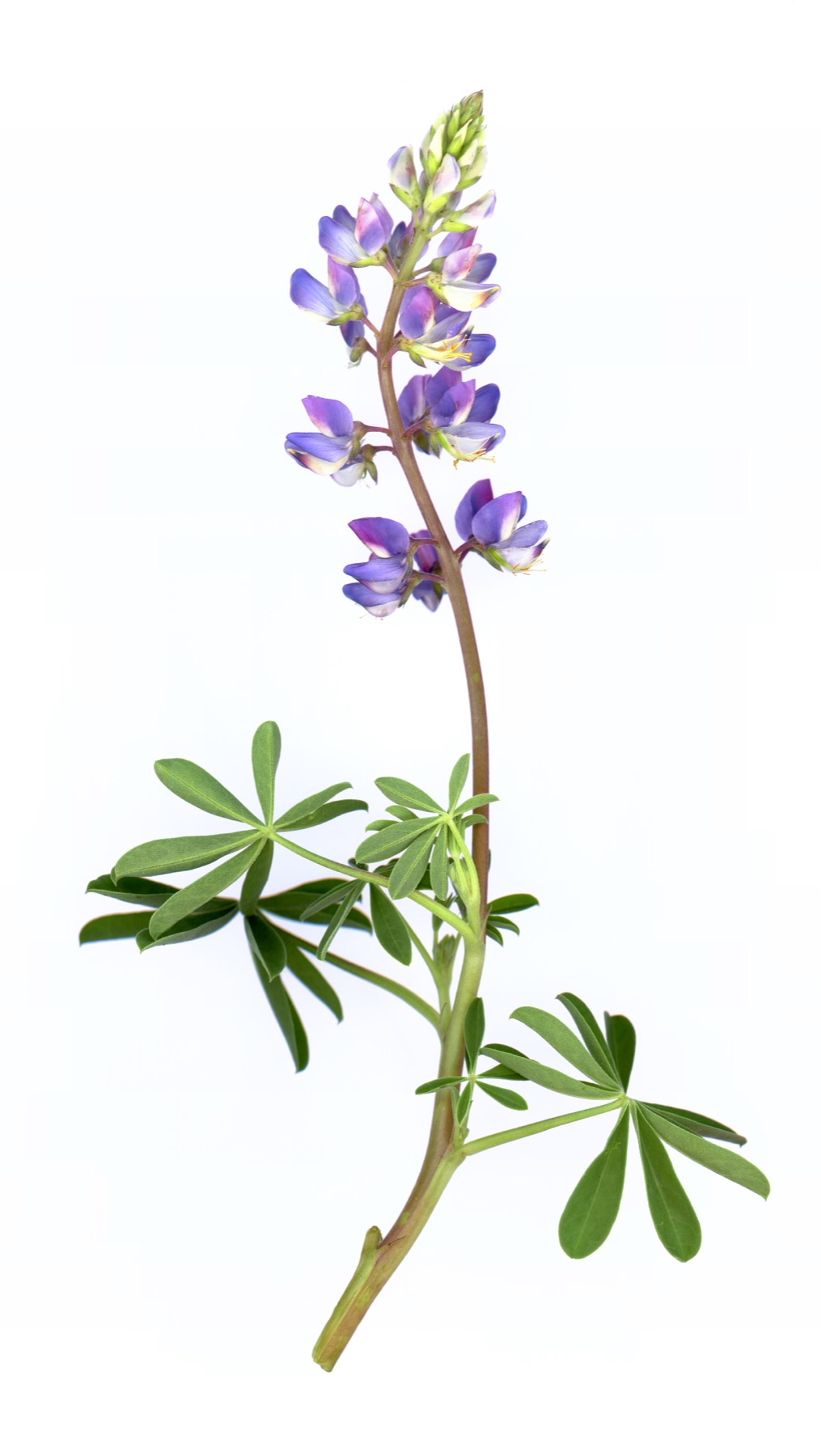 Arroyo Lupine — photo 15