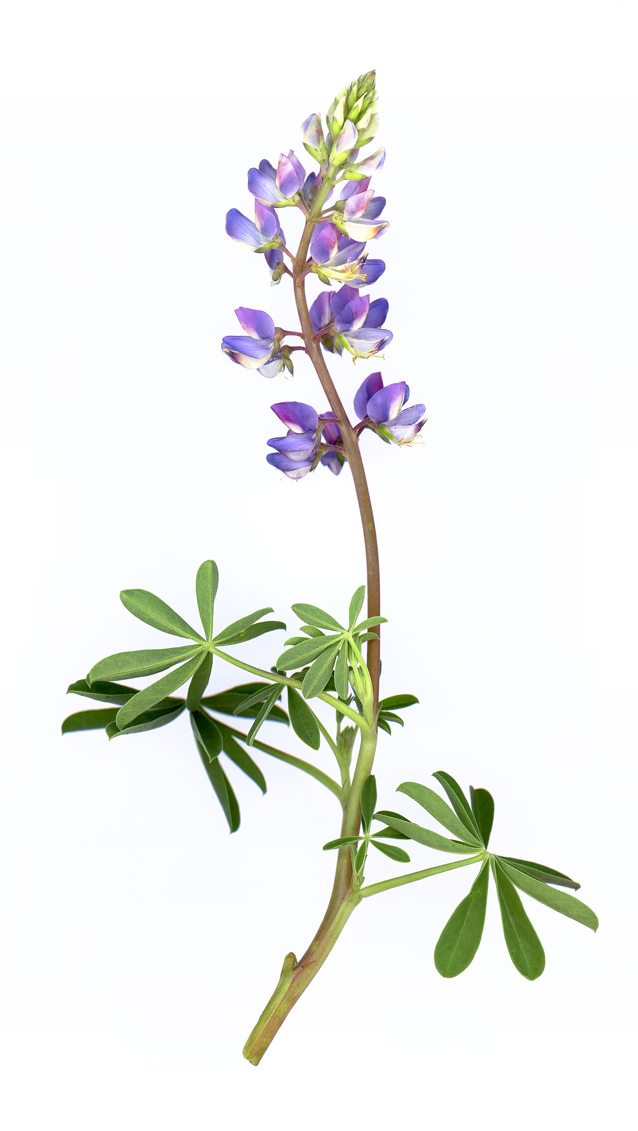 Arroyo Lupine — photo 24