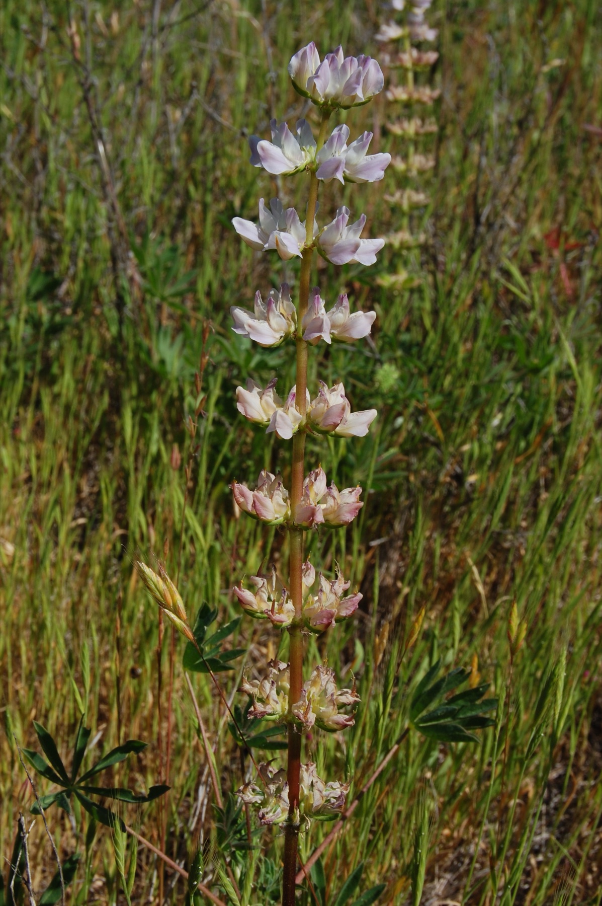 Arroyo Lupine — photo 16