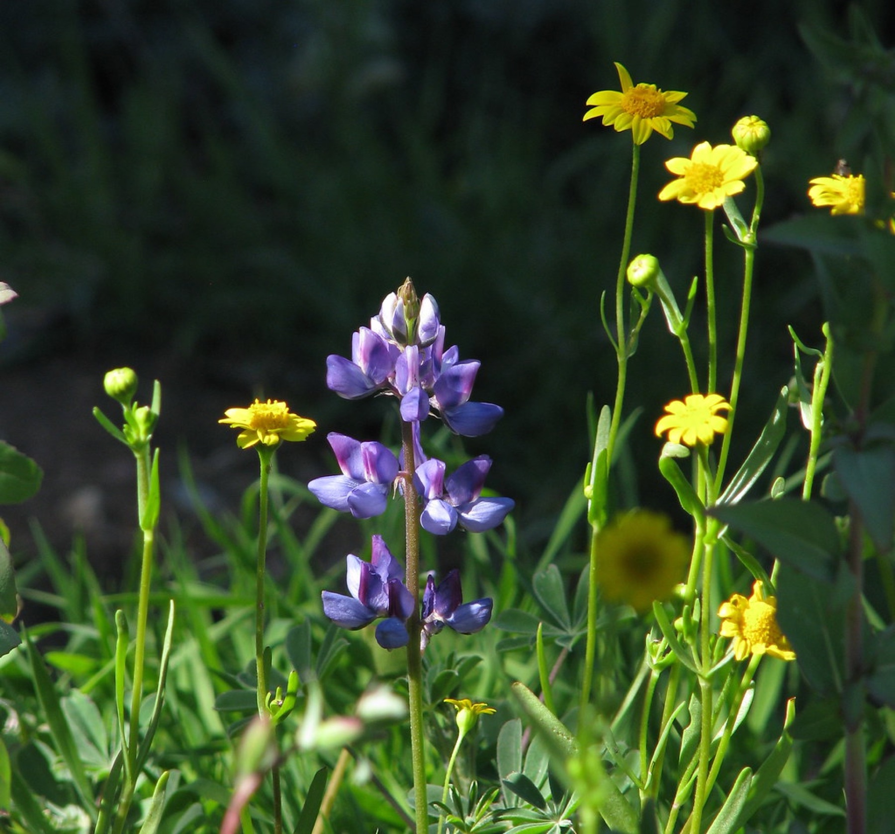 Arroyo Lupine — photo 17